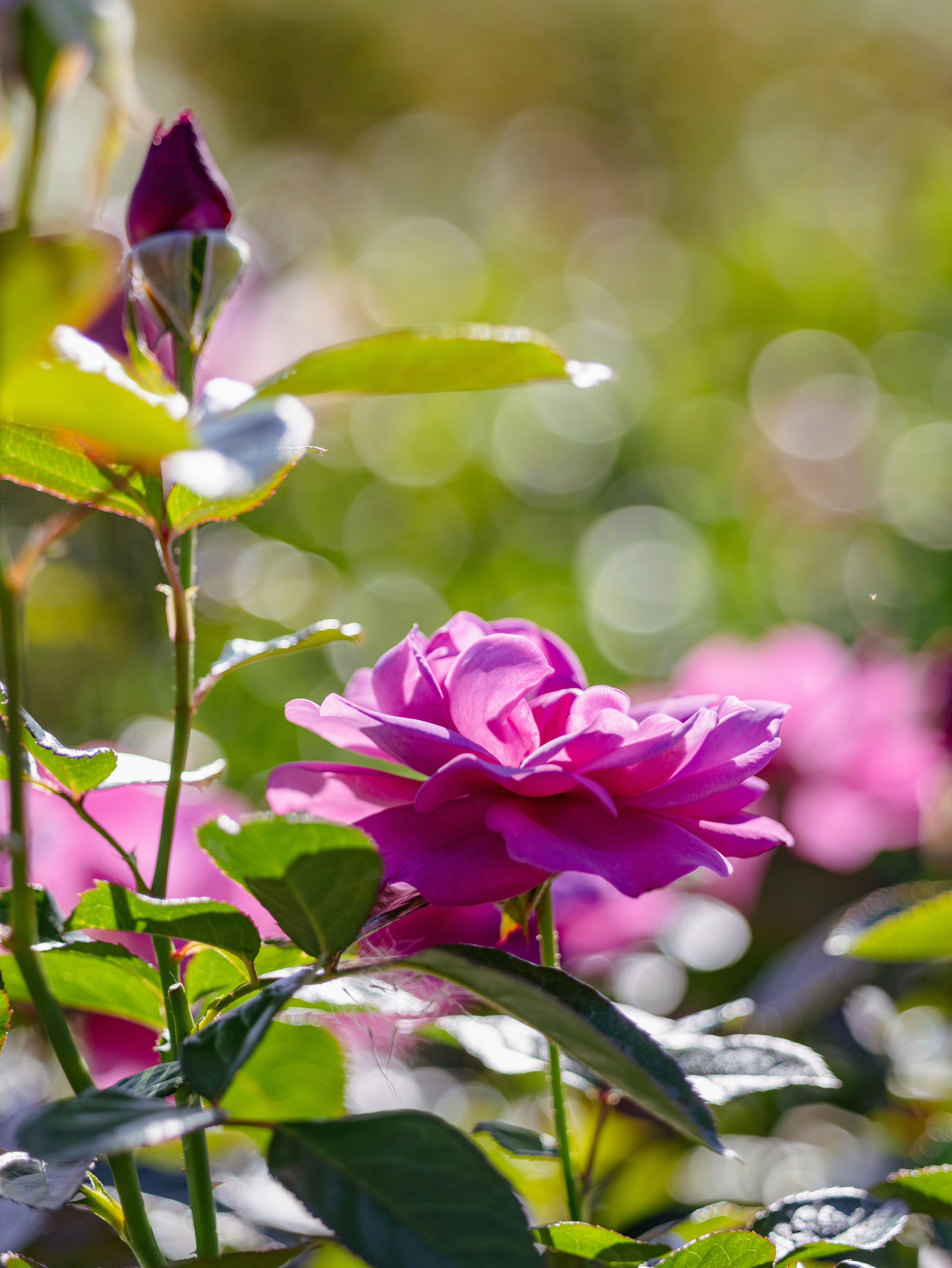 美しい紫色のバラの花とつぼみが緑の葉に囲まれている