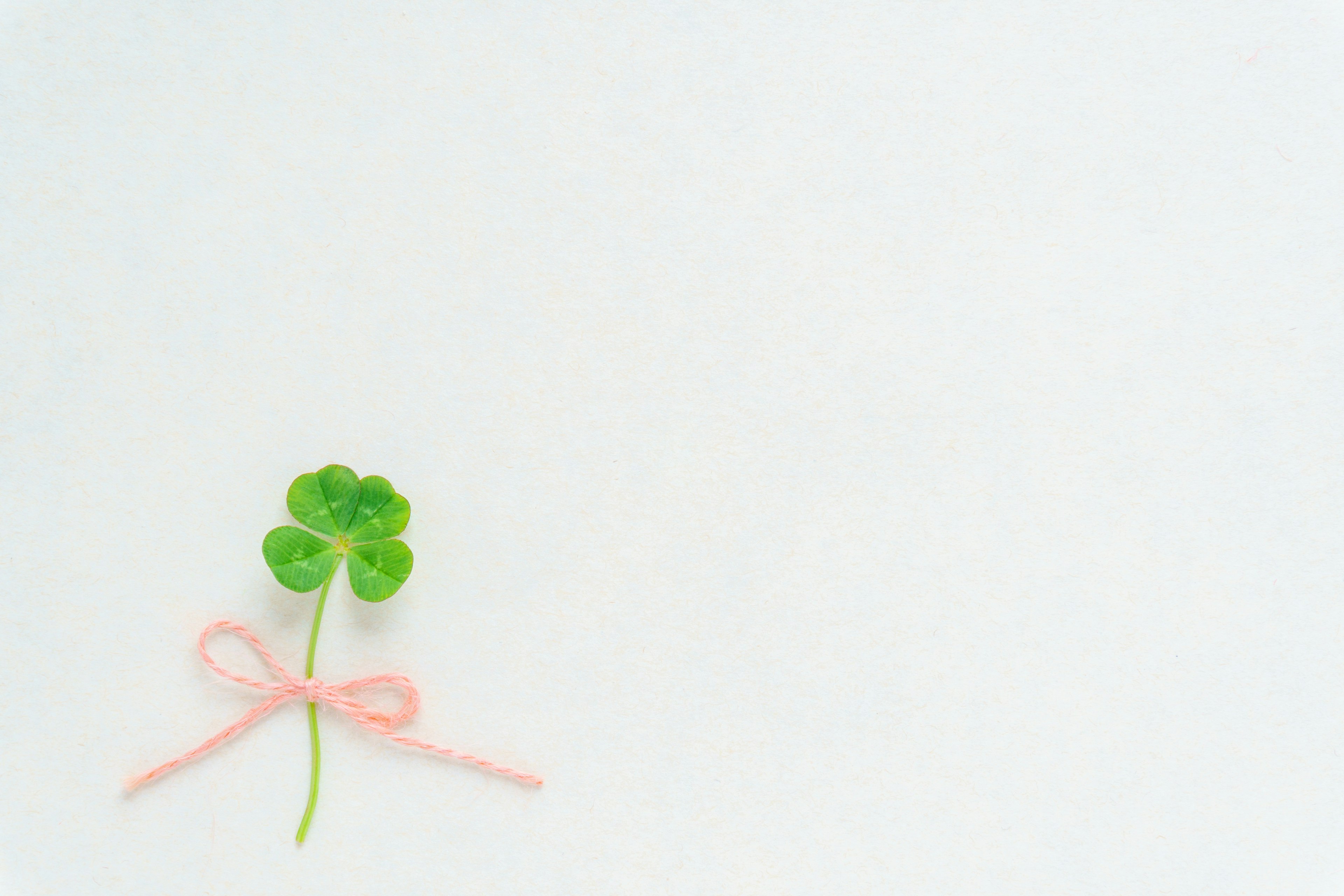 Trèfle à quatre feuilles attaché avec un ruban rose sur un fond blanc