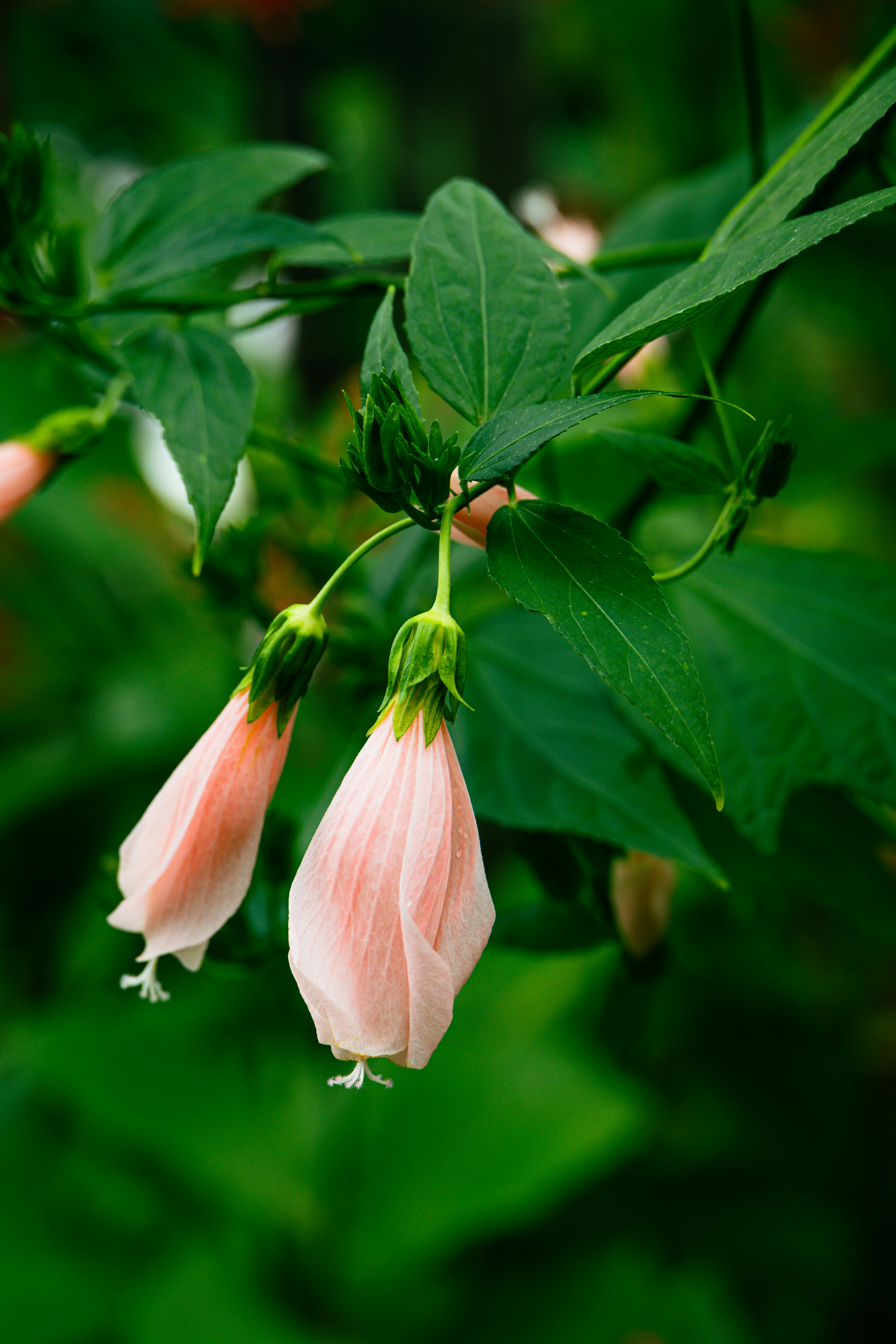 Rosa Blumen mit grünen Blättern vor einem verschwommenen grünen Hintergrund