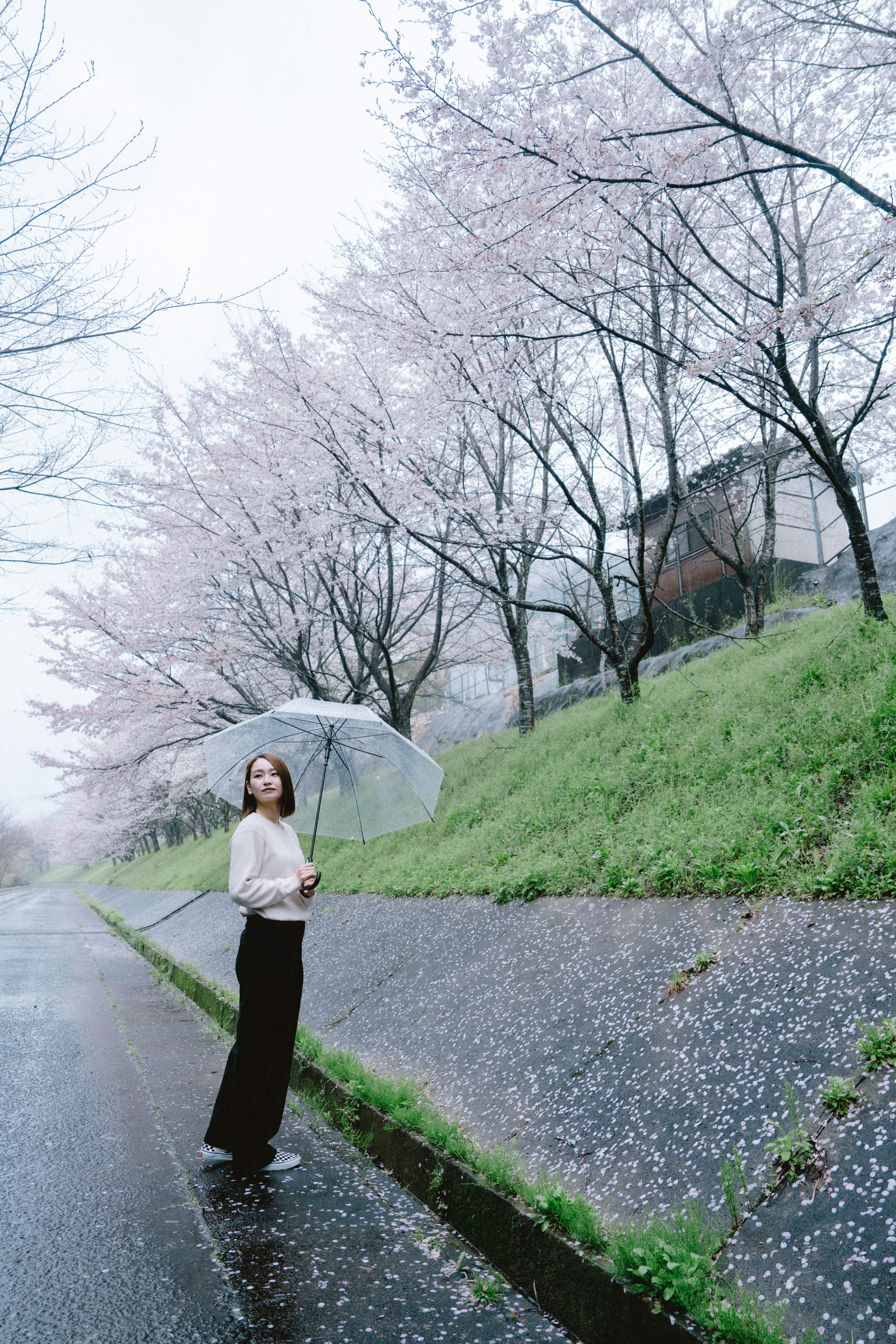 Femme tenant un parapluie transparent sous des cerisiers en fleurs