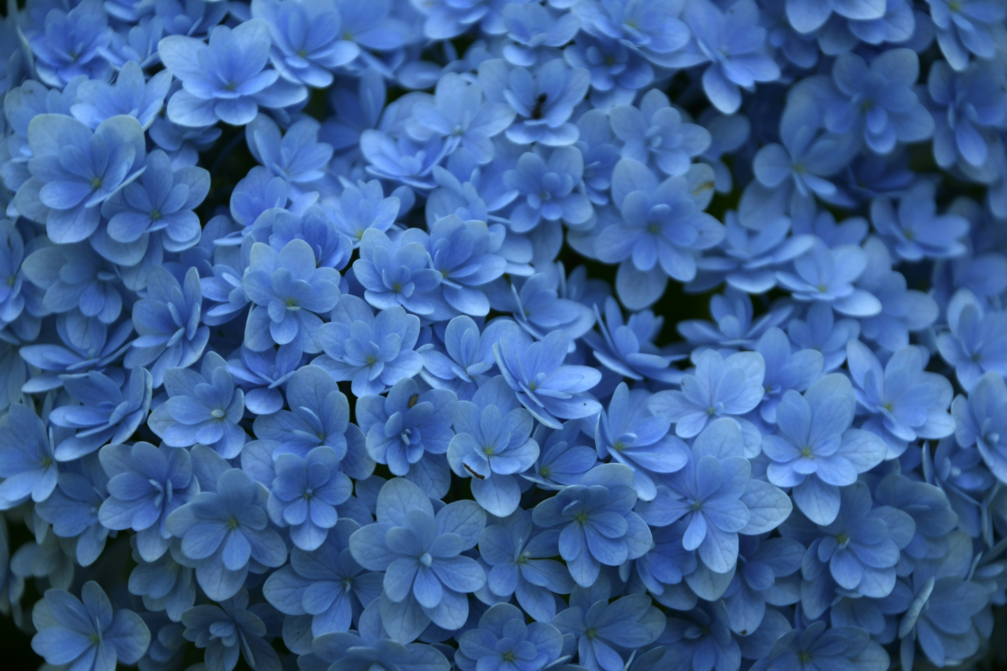 Gros plan de belles fleurs bleues en pleine floraison