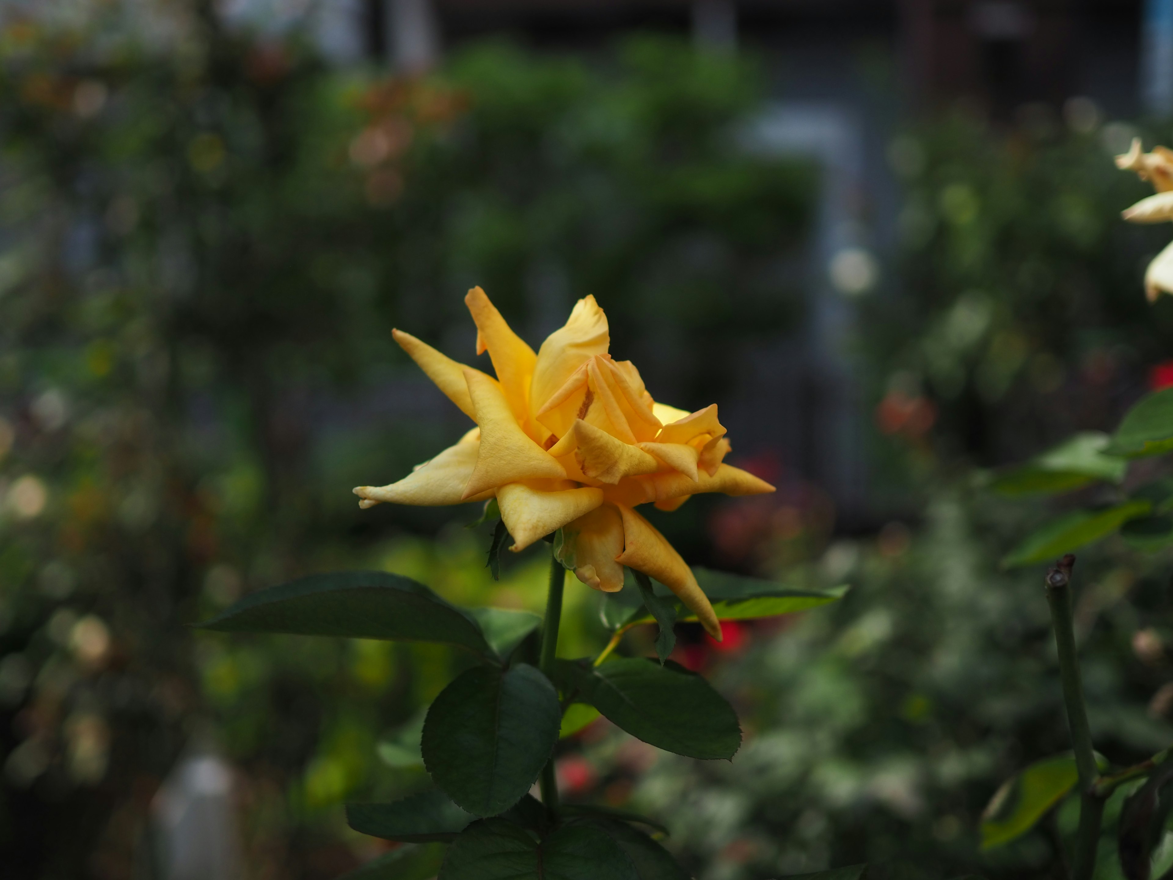 A vibrant yellow rose blooming among green leaves