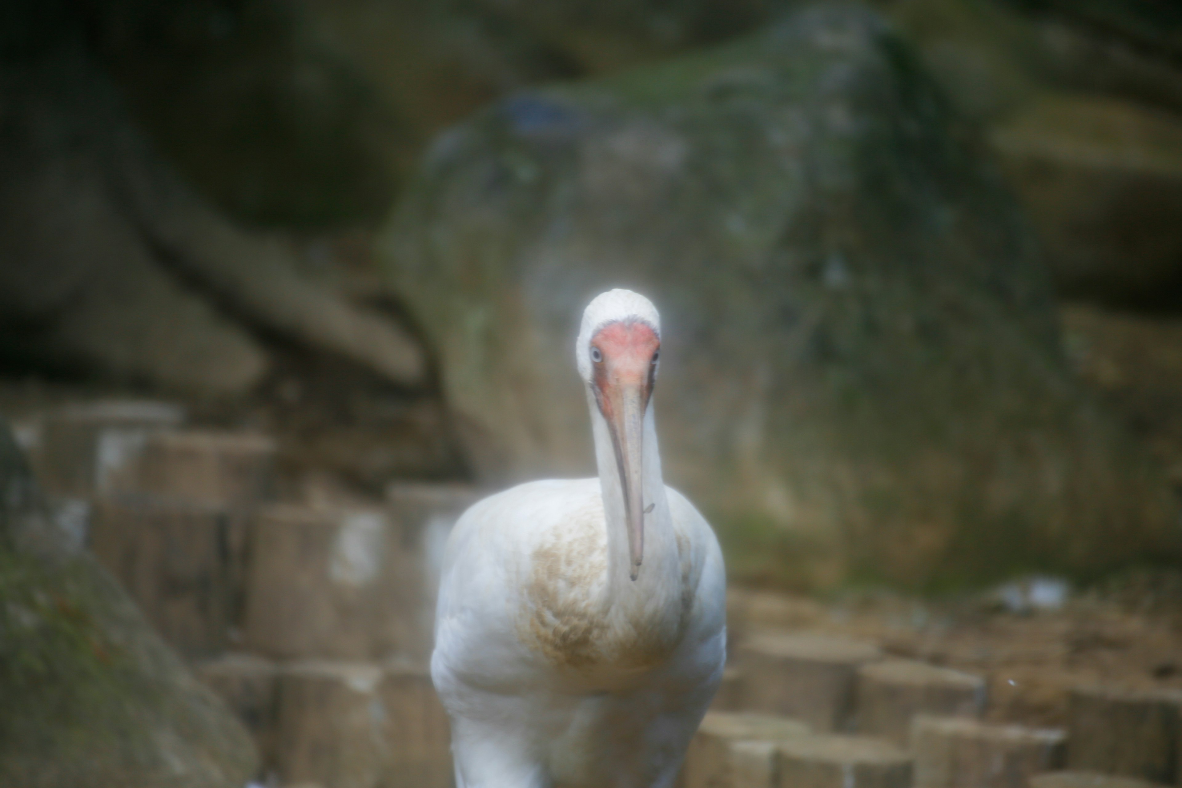 Un oiseau blanc se tenant au premier plan avec des rochers en arrière-plan