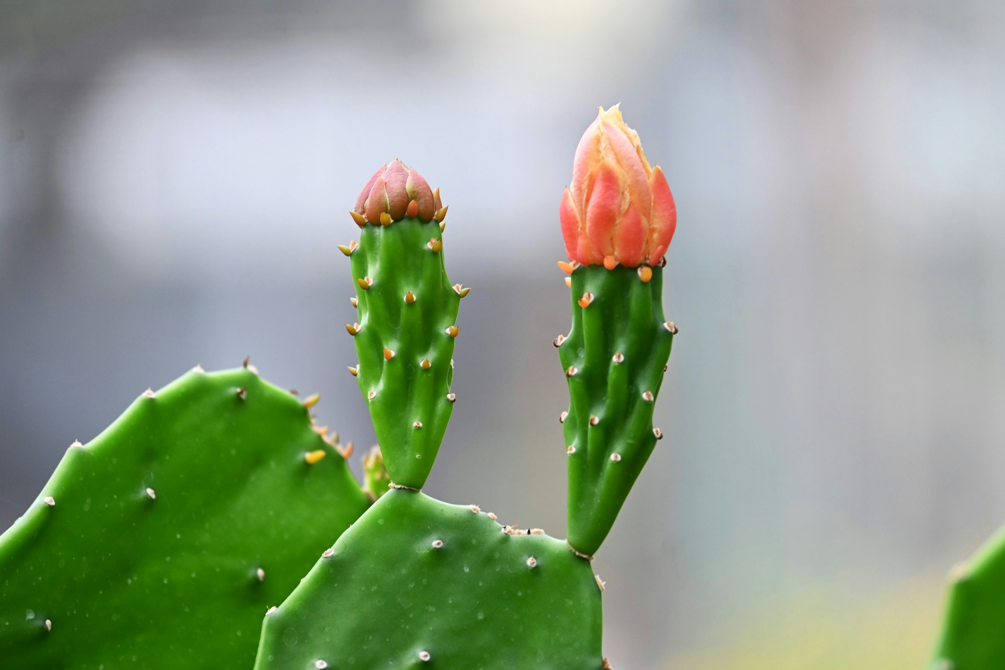 Cactus verde con due boccioli di fiori rossi sui suoi fusti