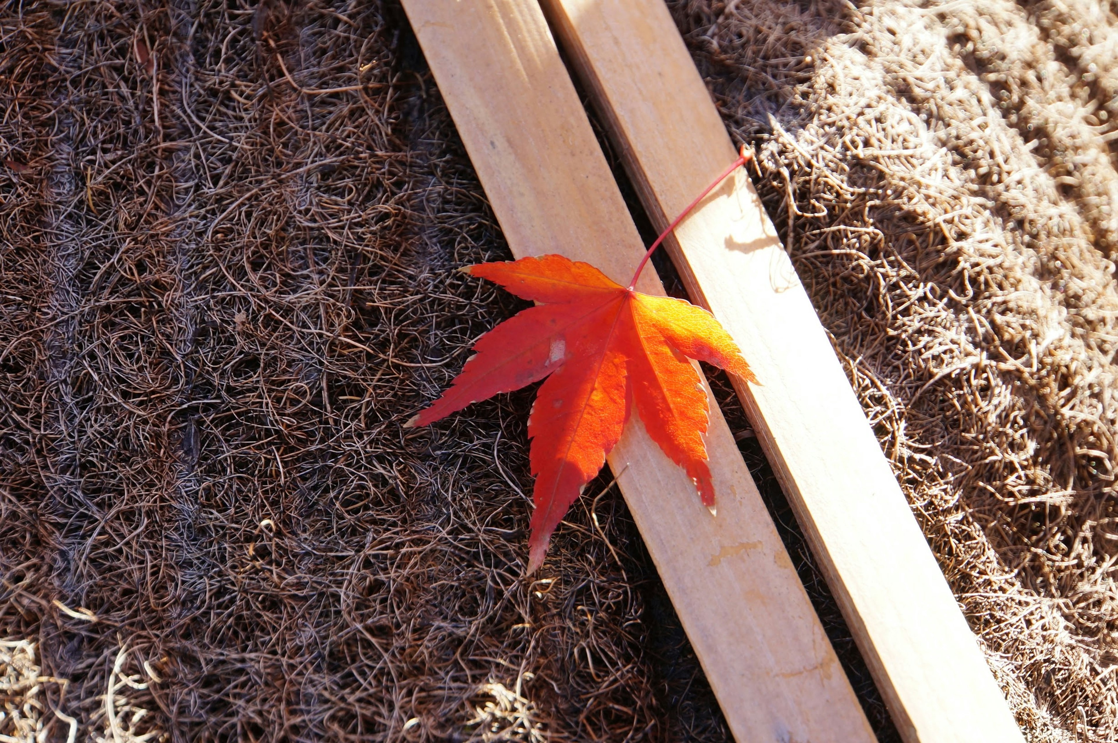 Una foglia di acero rosso poggiata su listelli di legno