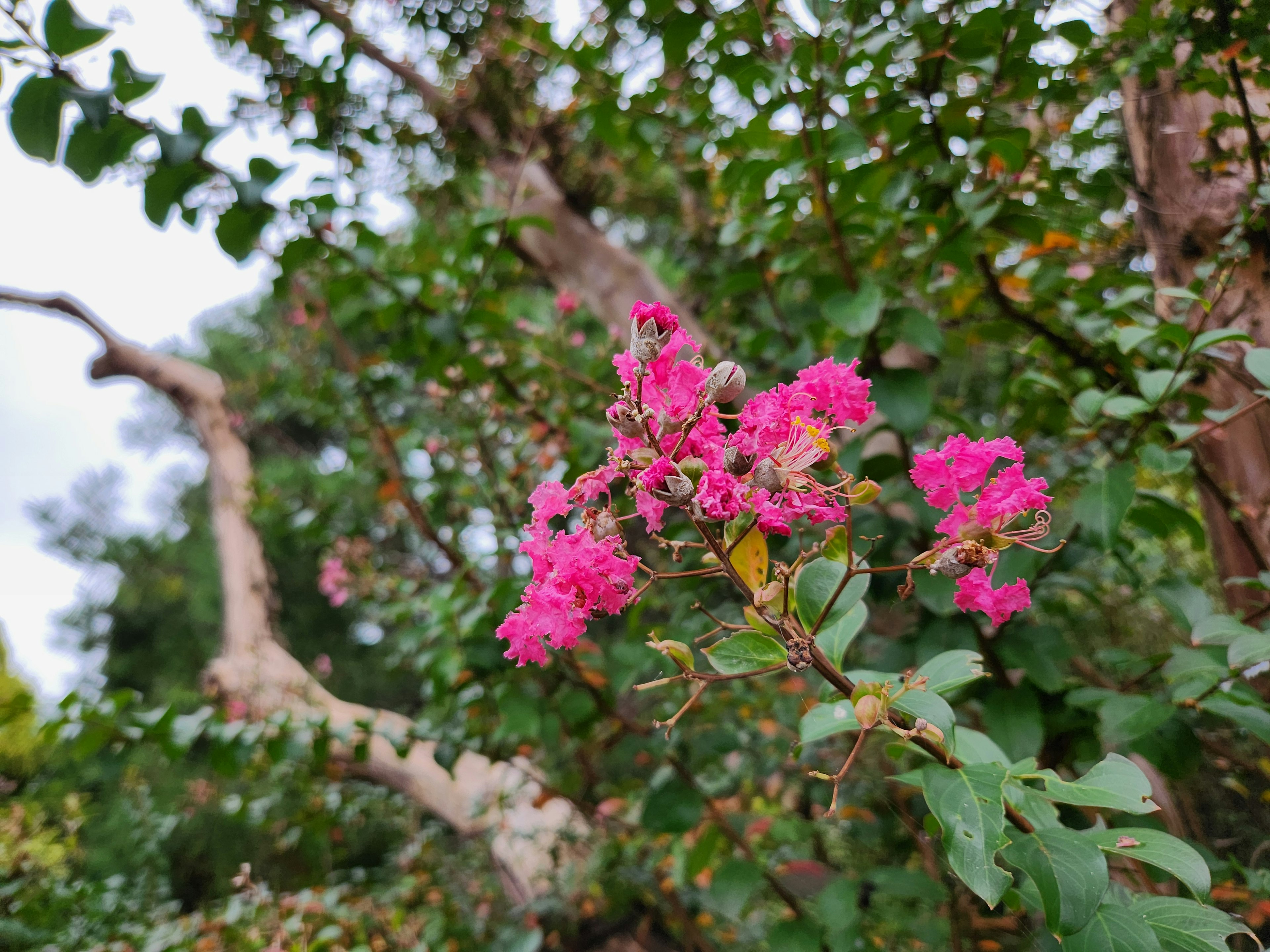 鮮やかなピンクの花が咲く木の枝と緑の葉が背景にある風景