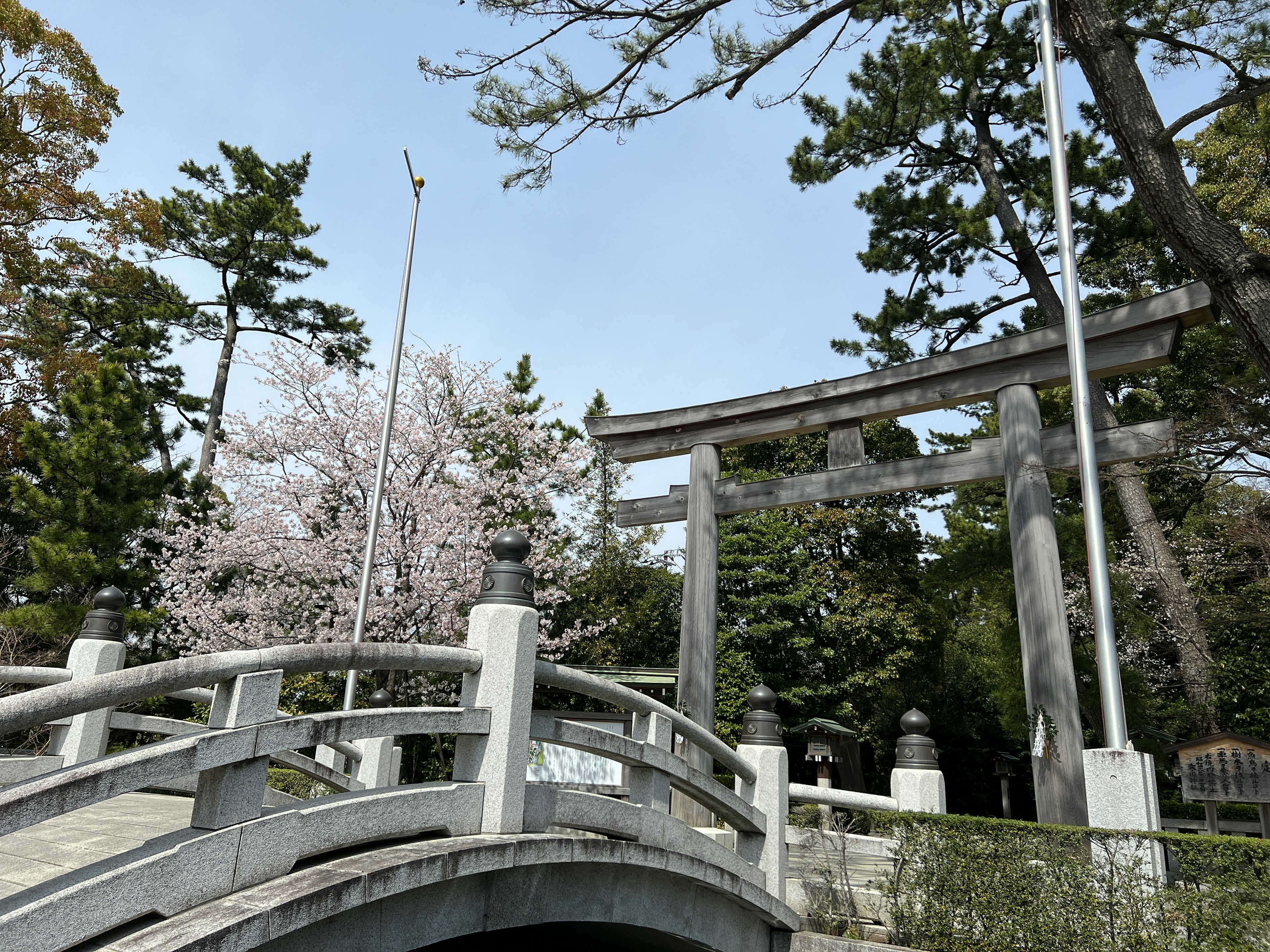 桜の木と鳥居がある橋の風景