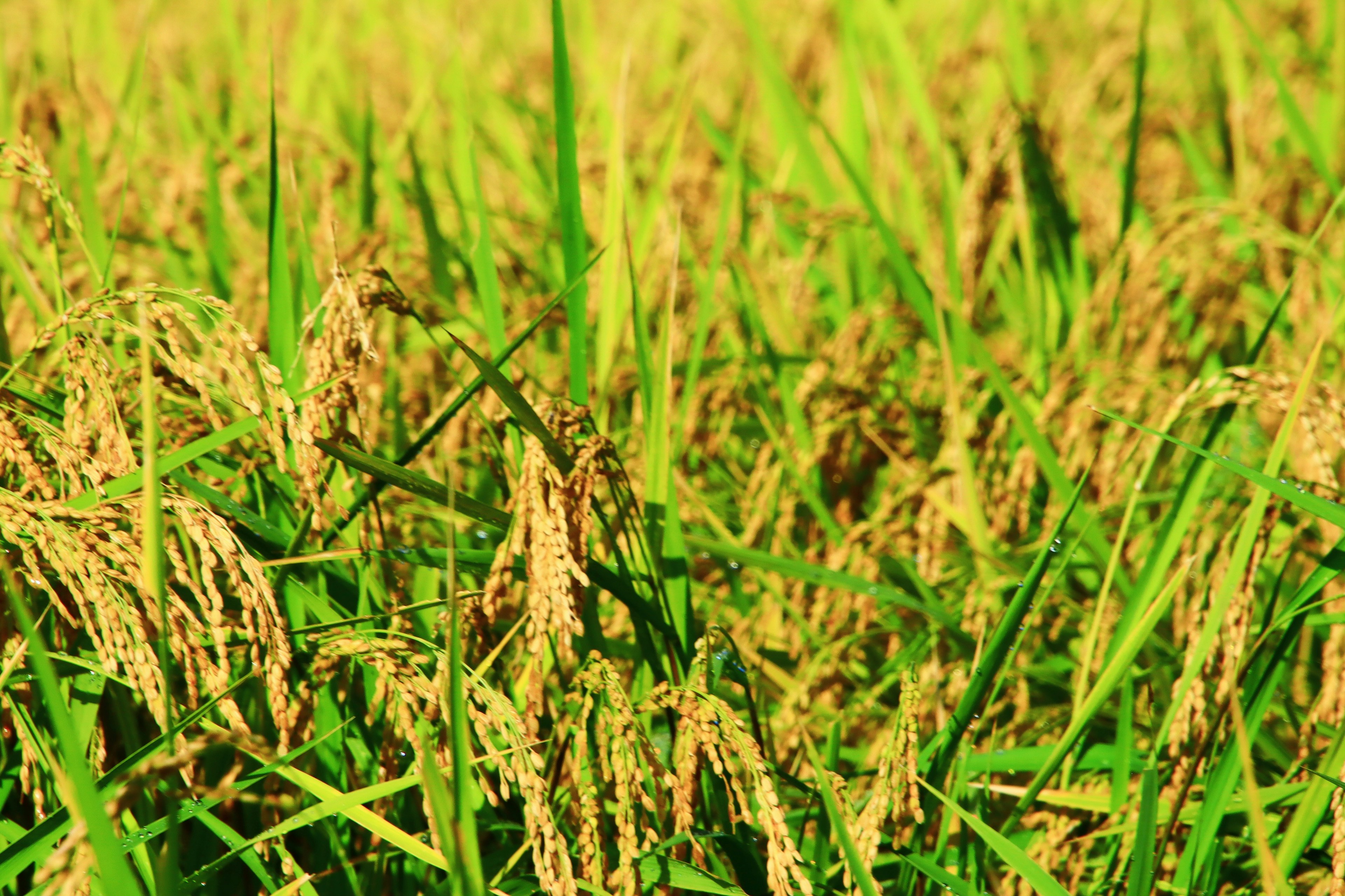 Close-up tanaman padi hijau dengan butir padi emas di ladang