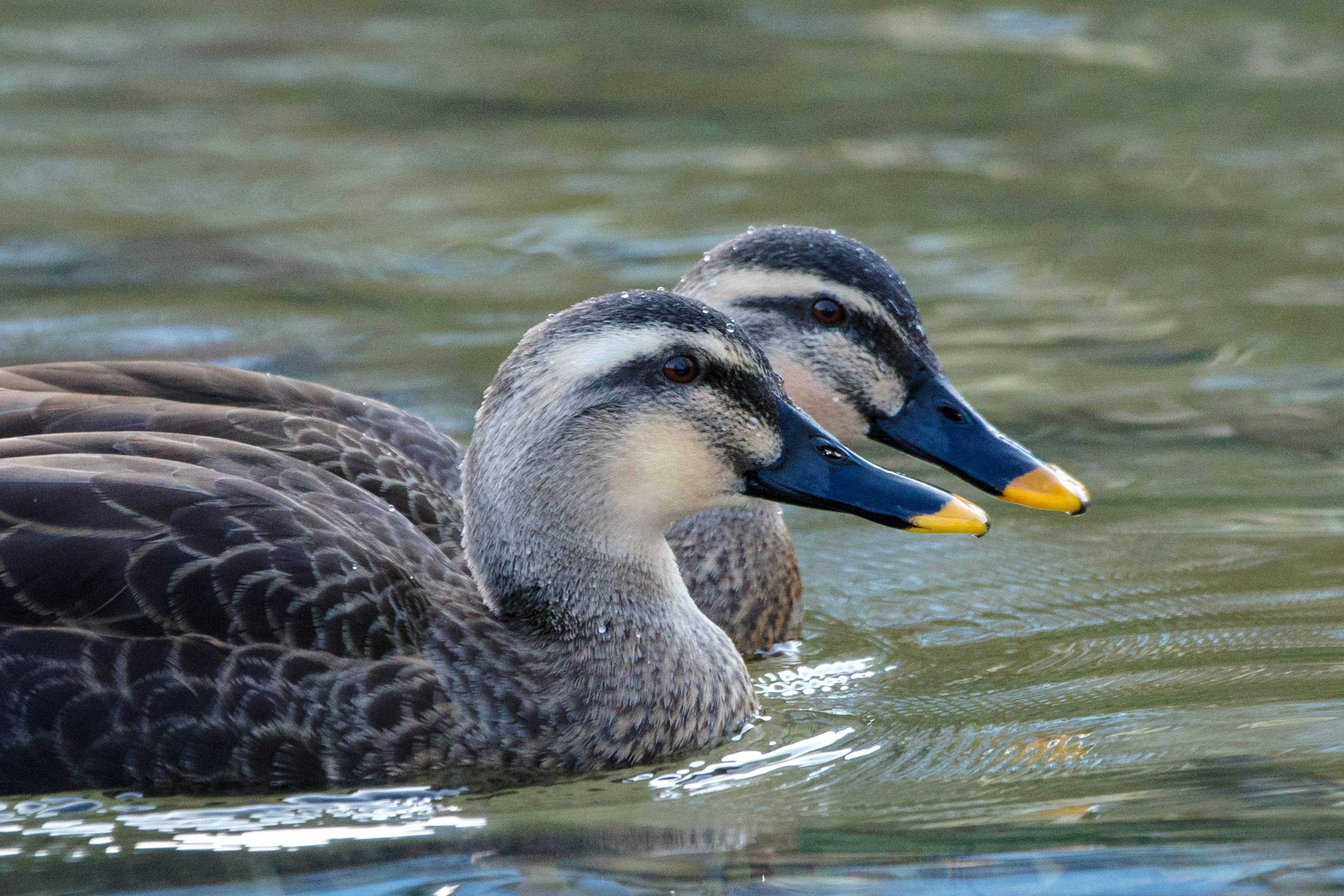 Primer plano de dos patos nadando en la superficie del agua