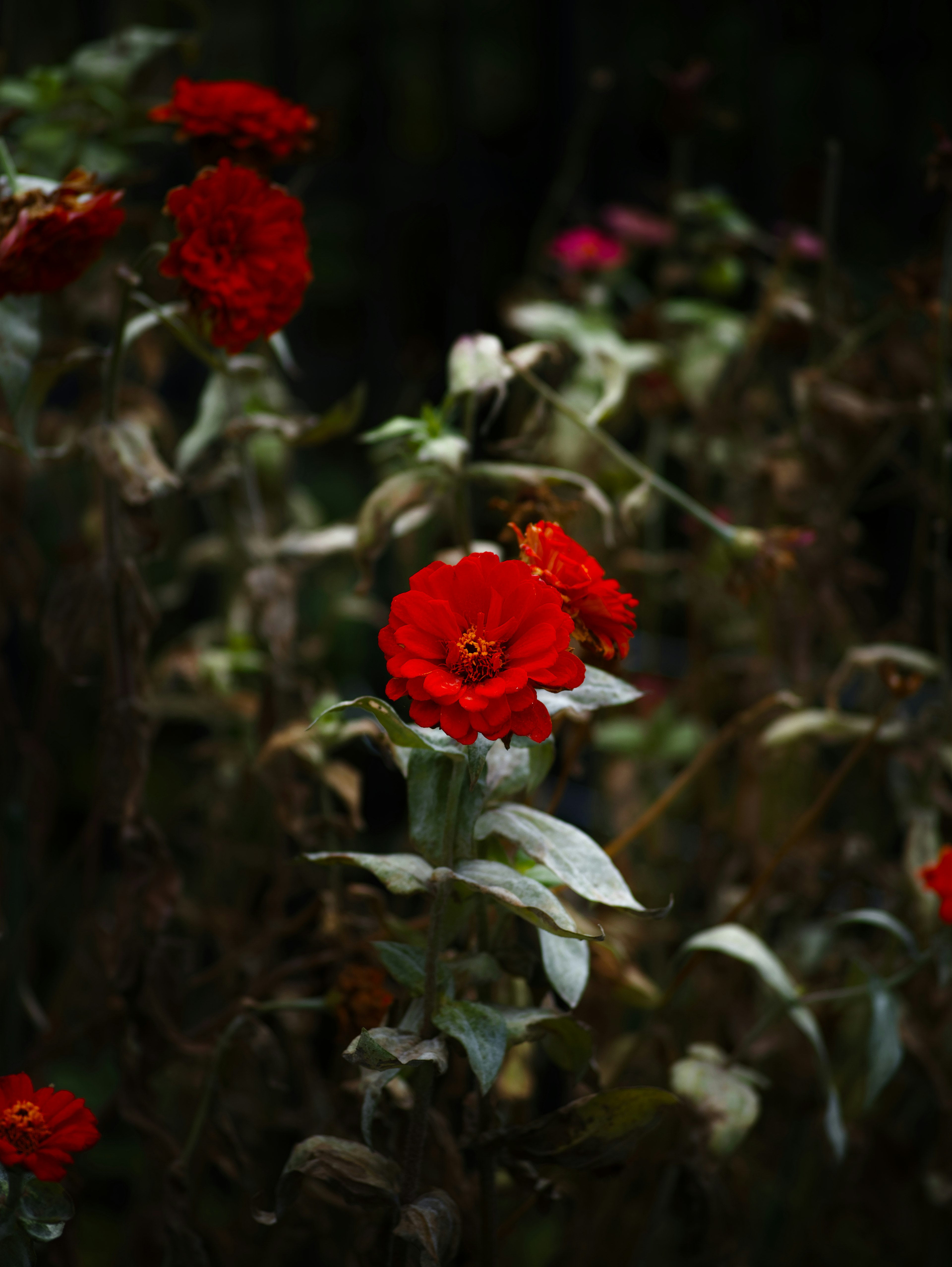 Red flowers stand out against a dark background