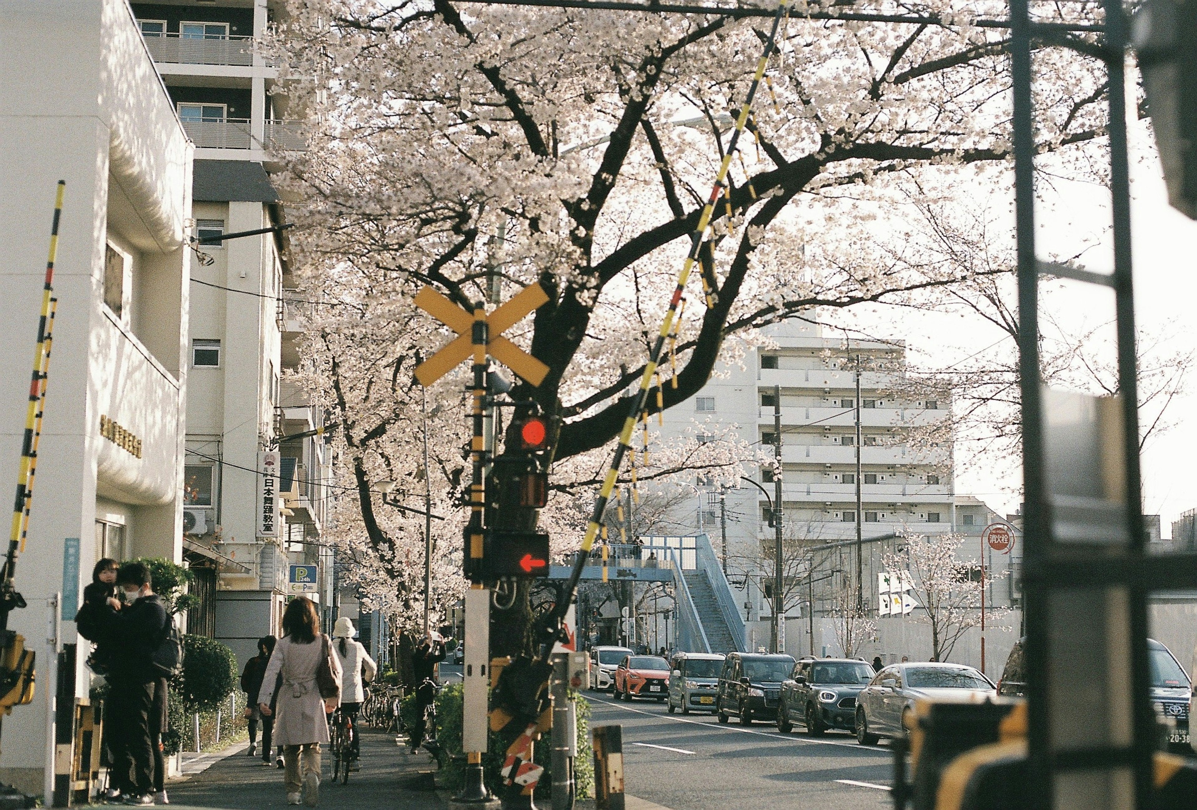 桜の木が並ぶ街道の風景に信号機と建物がある