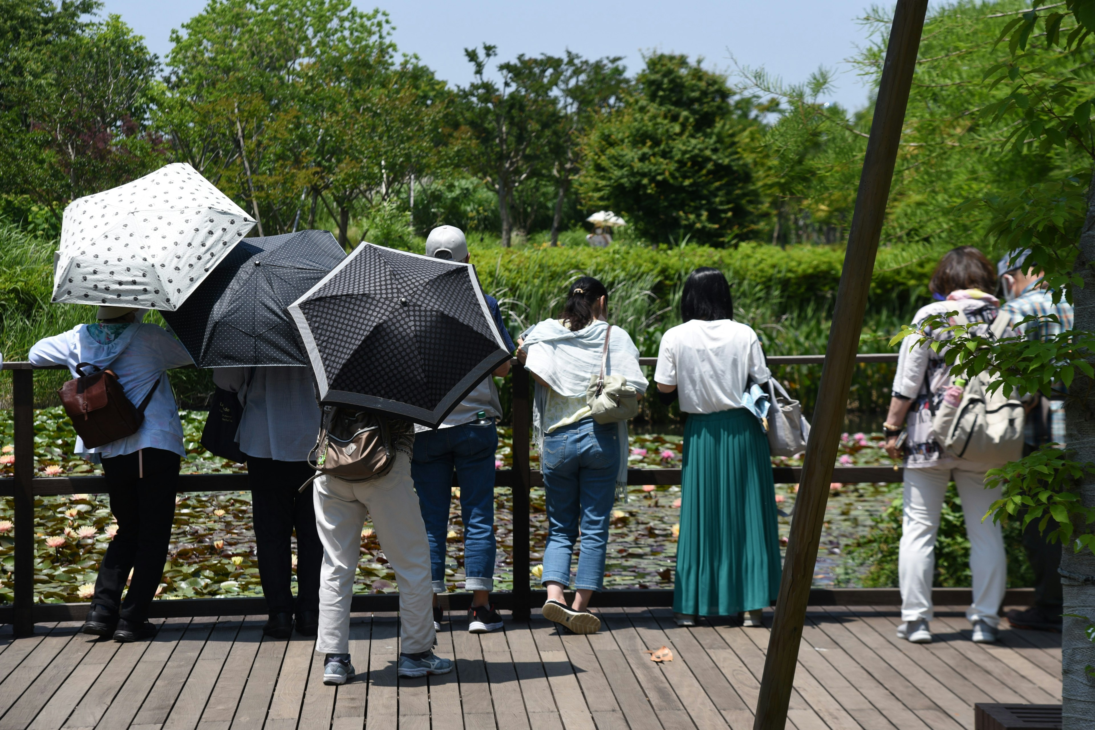 People standing with umbrellas at a pond in a lush green setting