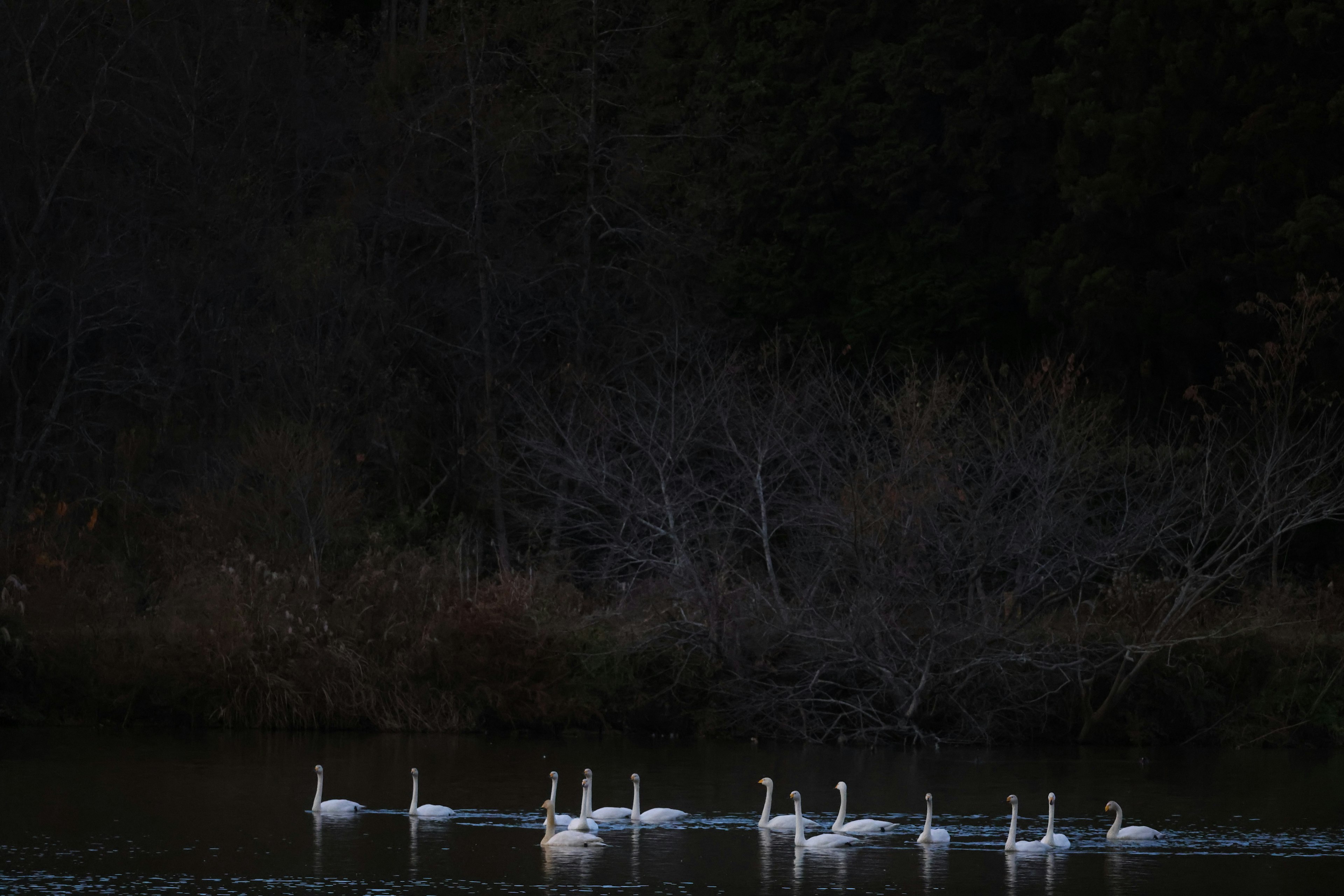 A group of swans swimming on a dark water surface surrounded by trees