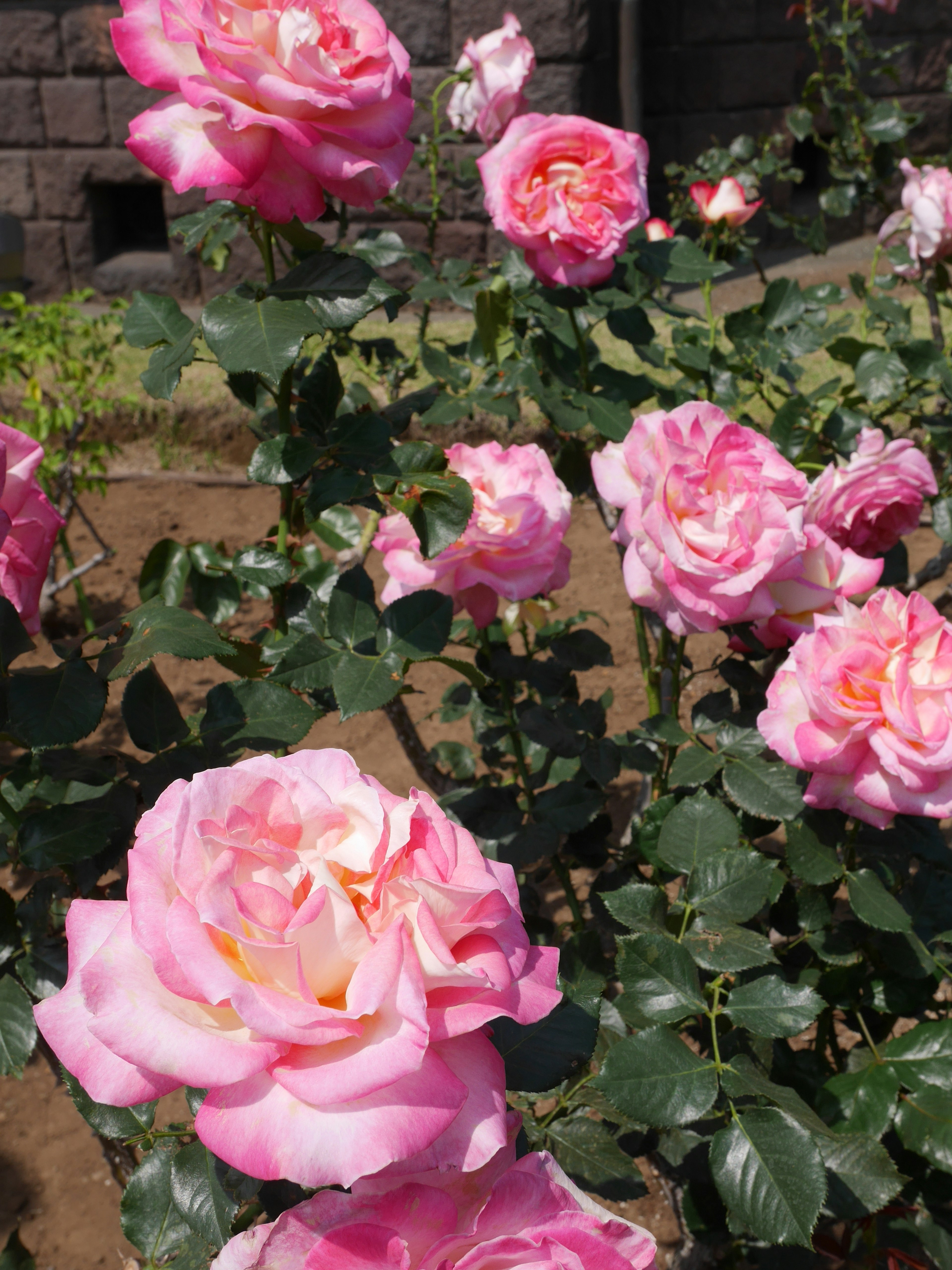 Una escena de jardín con rosas rosas en flor