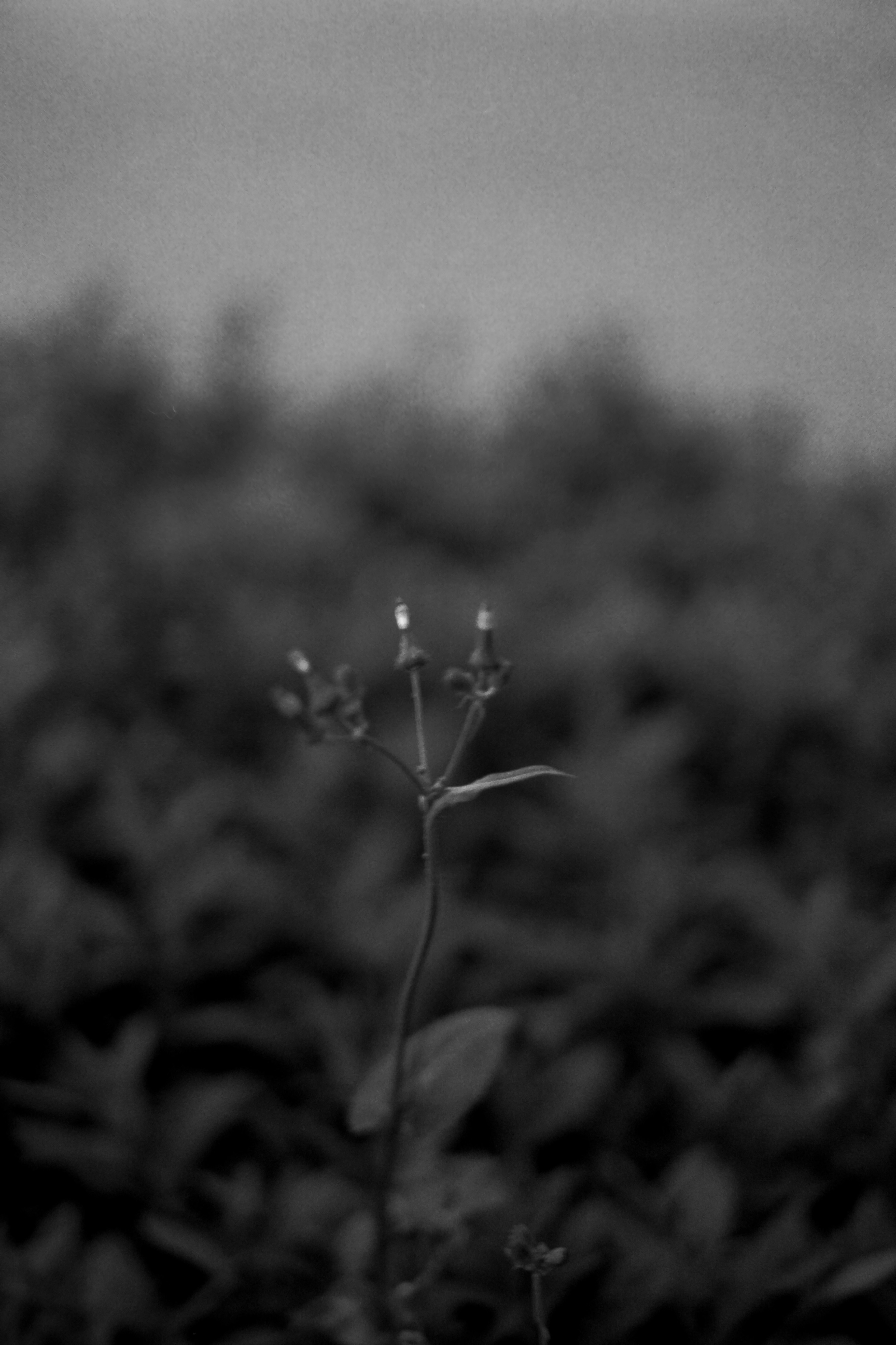 黒と白の植物の写真で、背景にぼやけた葉と一つの花が目立つ