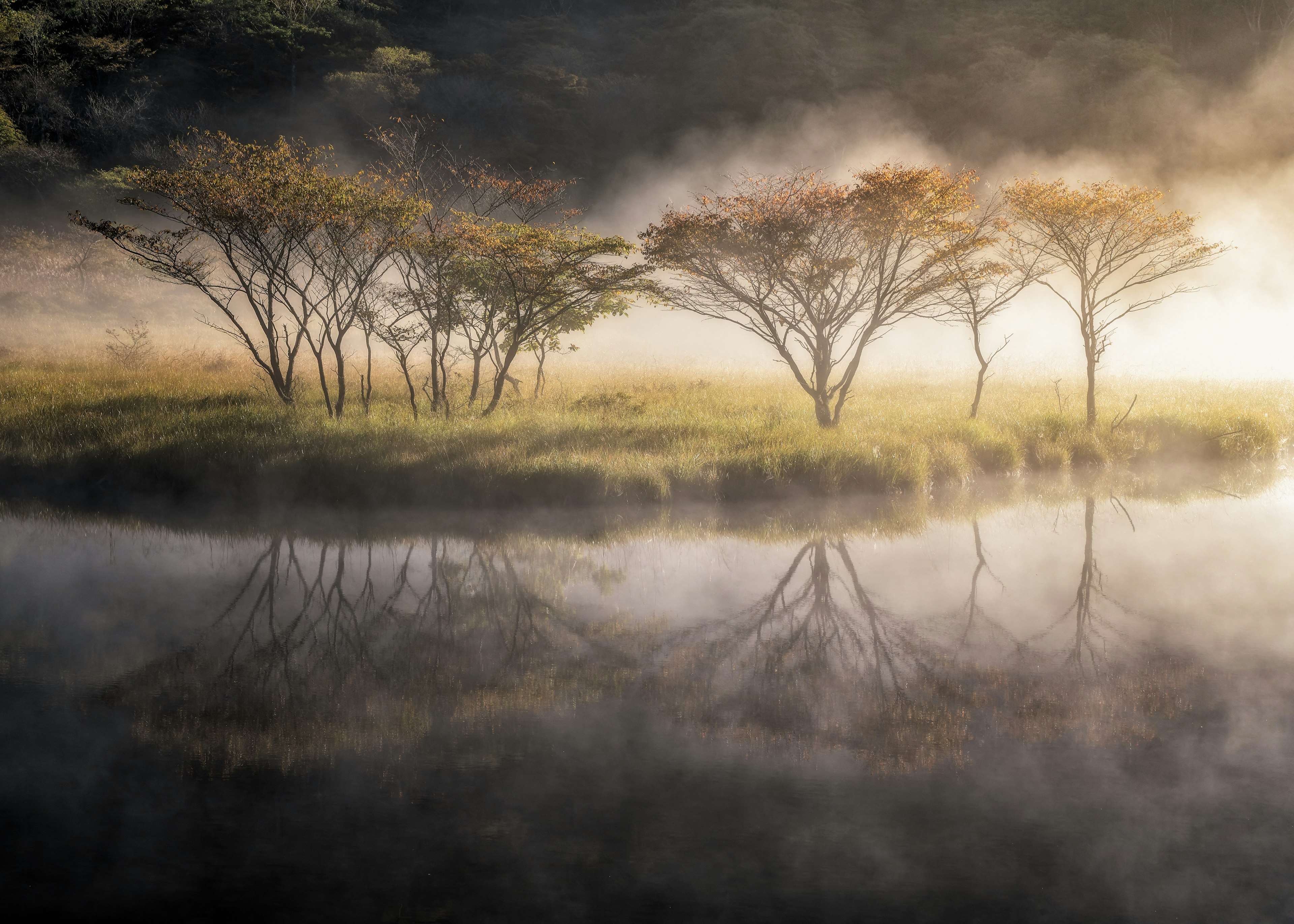 Ruhige Landschaft mit Bäumen im Nebel und Reflexionen auf dem Wasser