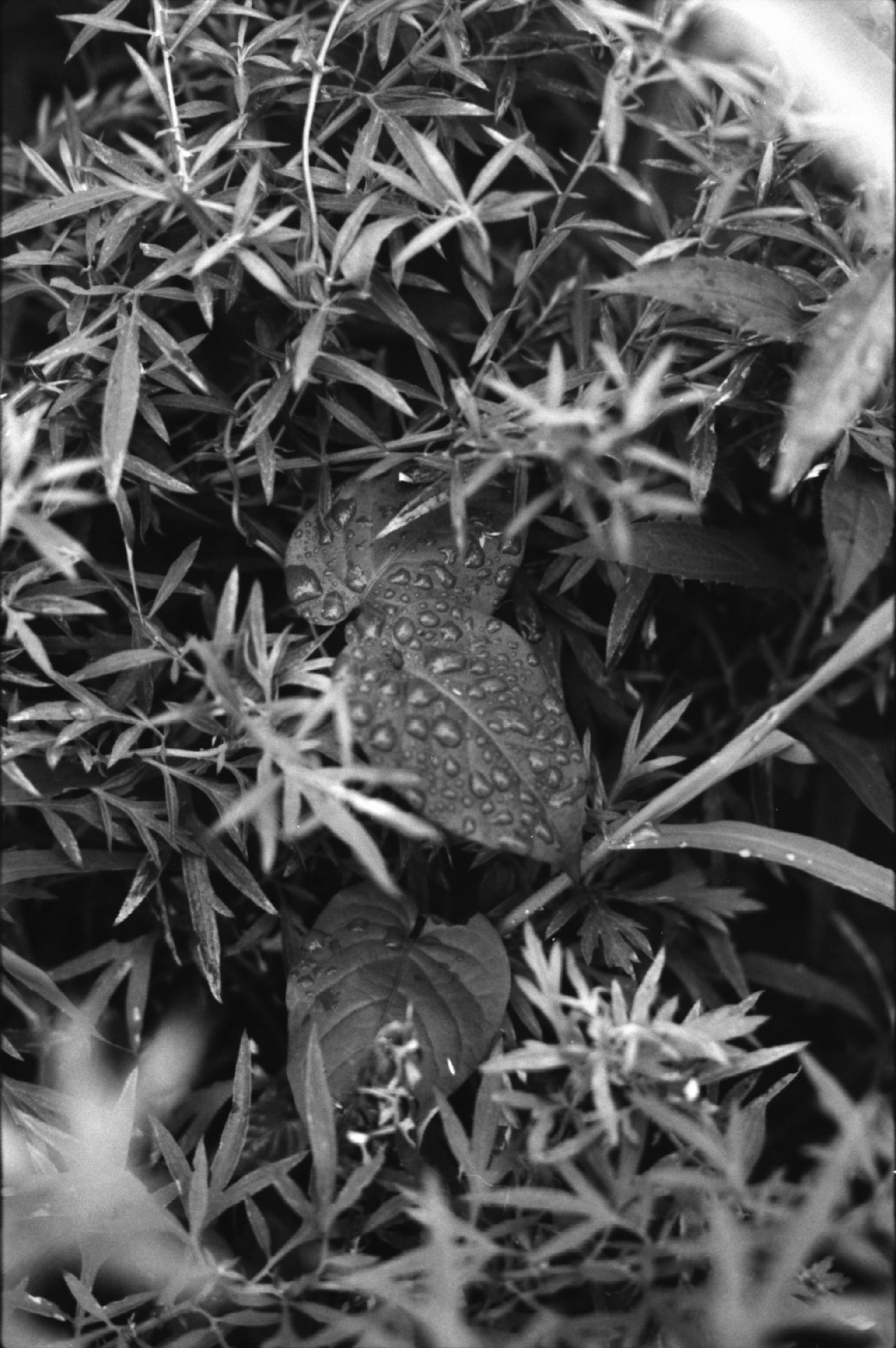 緑の葉と水滴で覆われた植物のクローズアップ