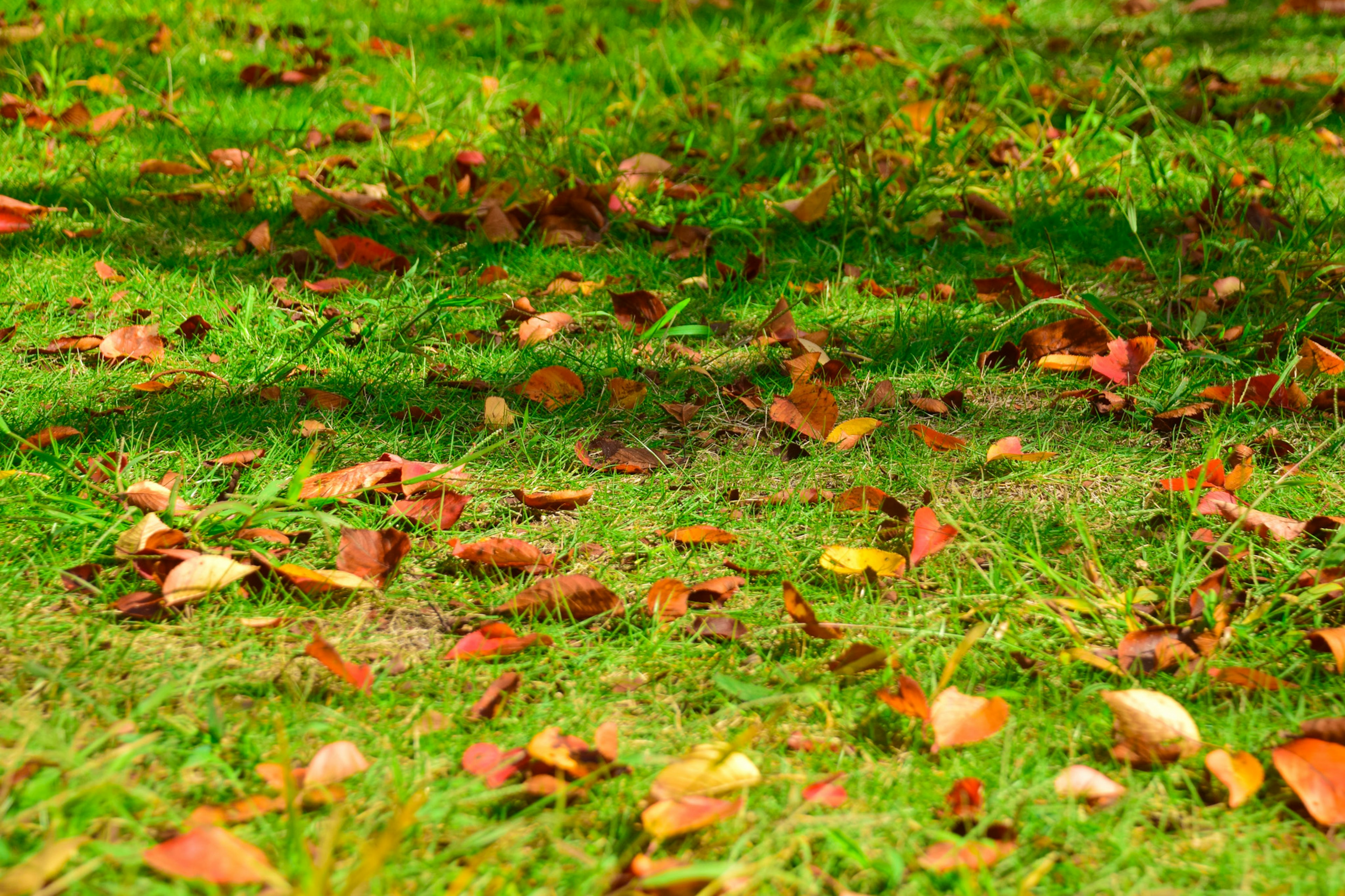 Escena de otoño con hojas caídas esparcidas sobre la hierba verde