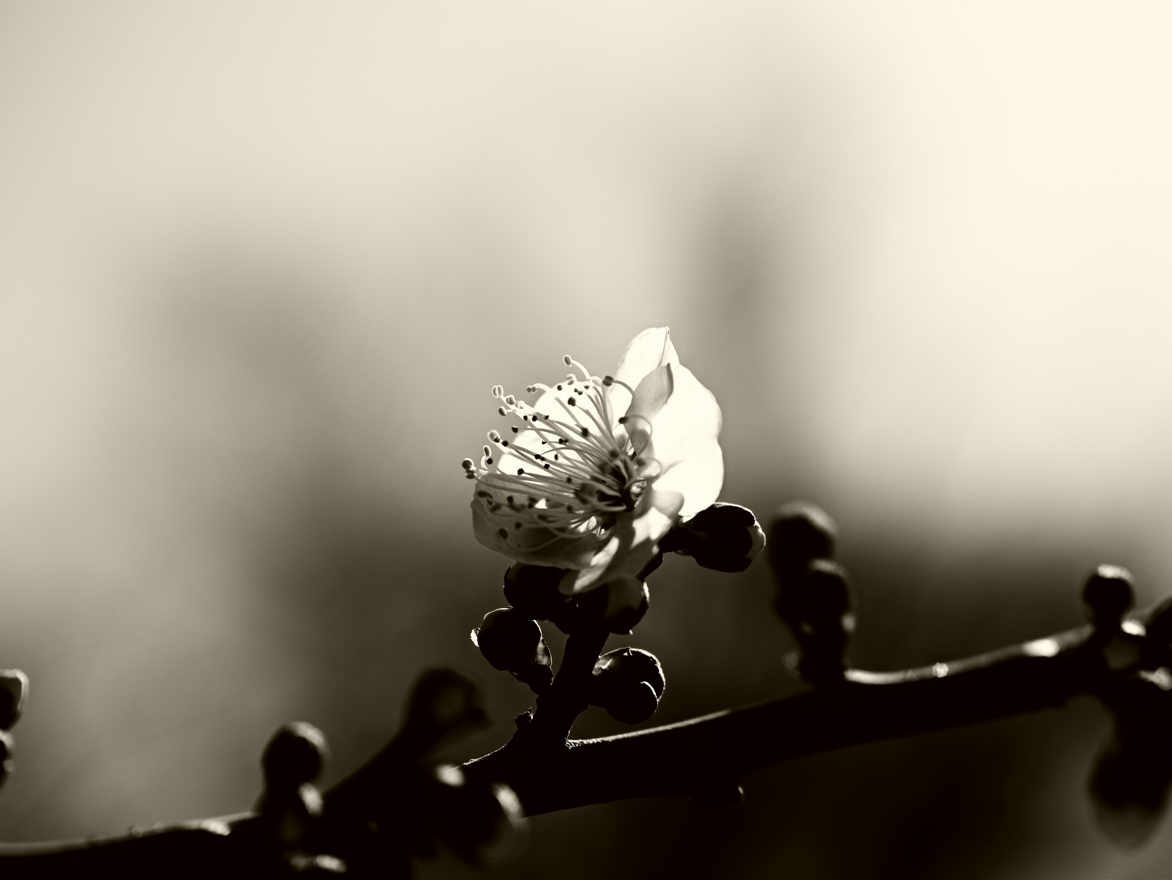 Close-up of a blooming flower on a branch in black and white