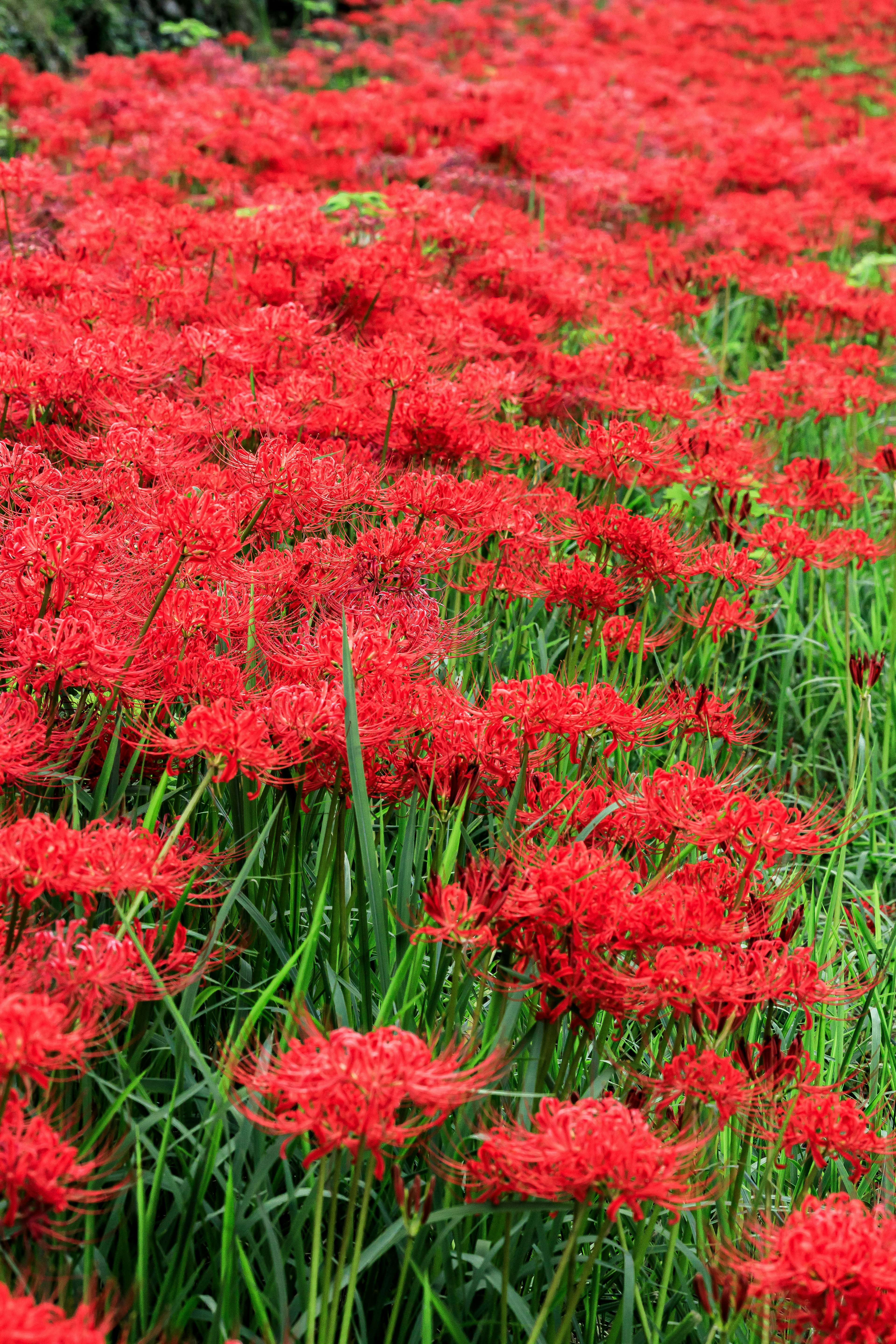 Ladang bunga lili laba-laba merah yang cerah