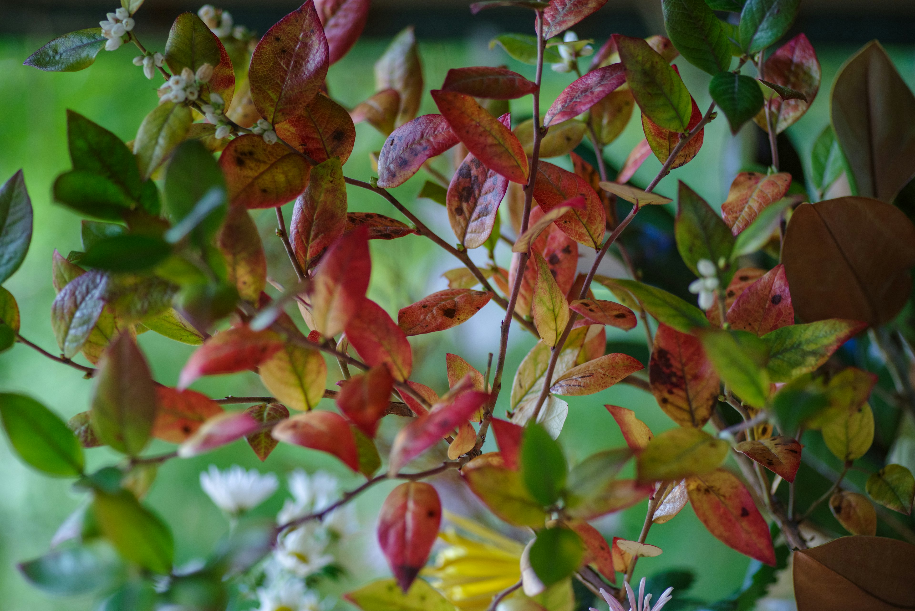 Gros plan de feuilles d'automne en nuances de rouge et de vert