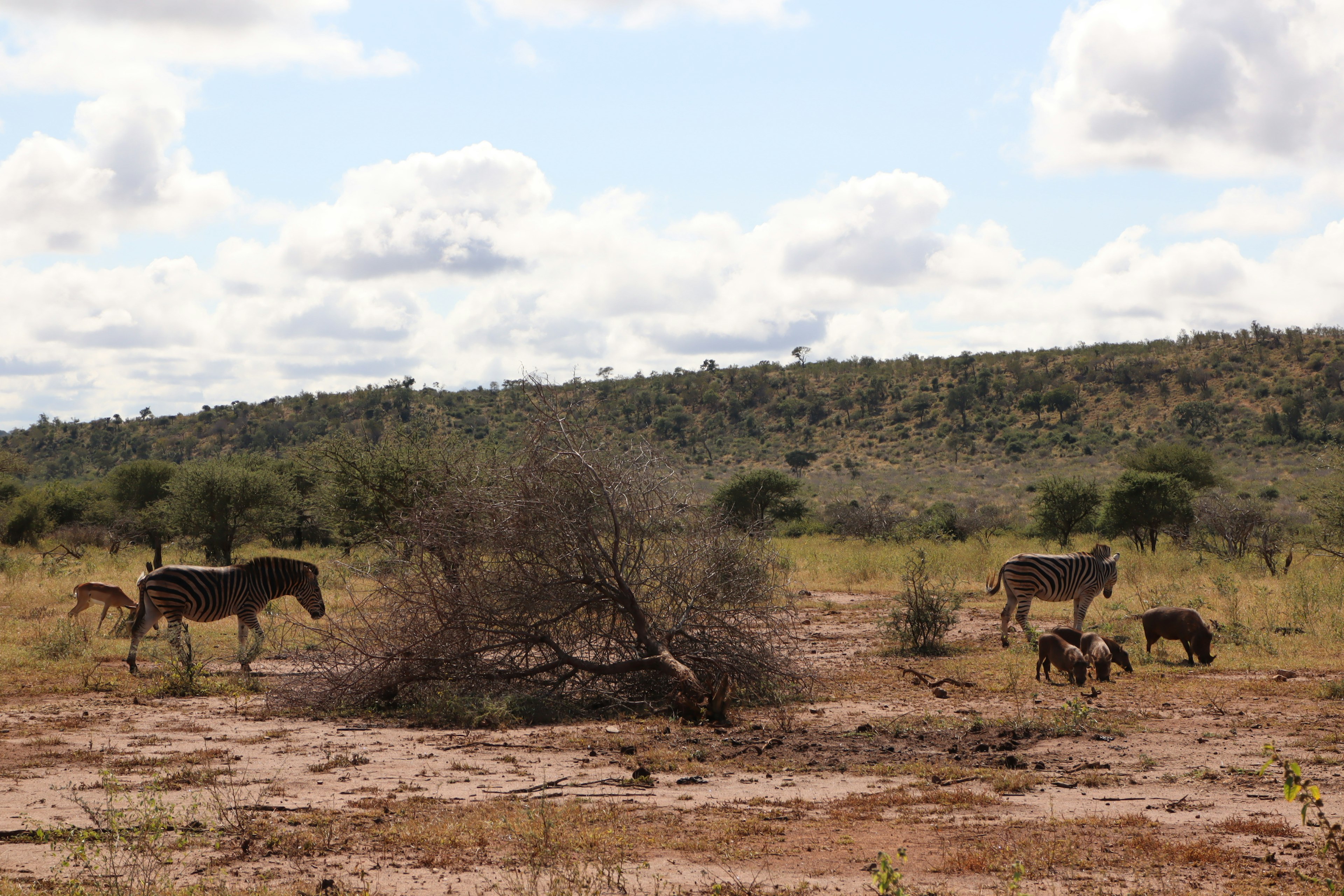 Un branco di cavalli e fauna selvatica in una vasta prateria