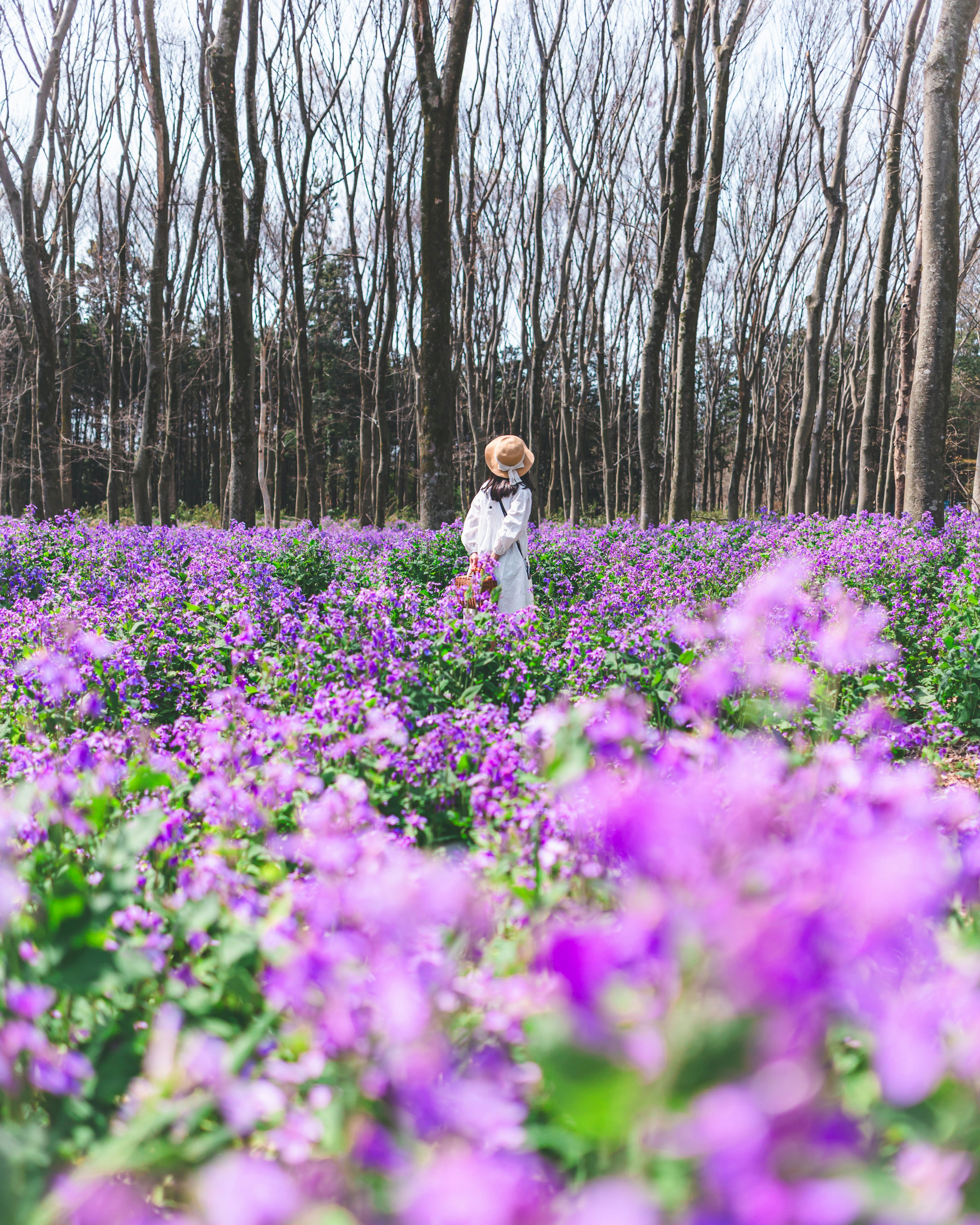 紫色の花が咲く広い野原に立つ女性の姿