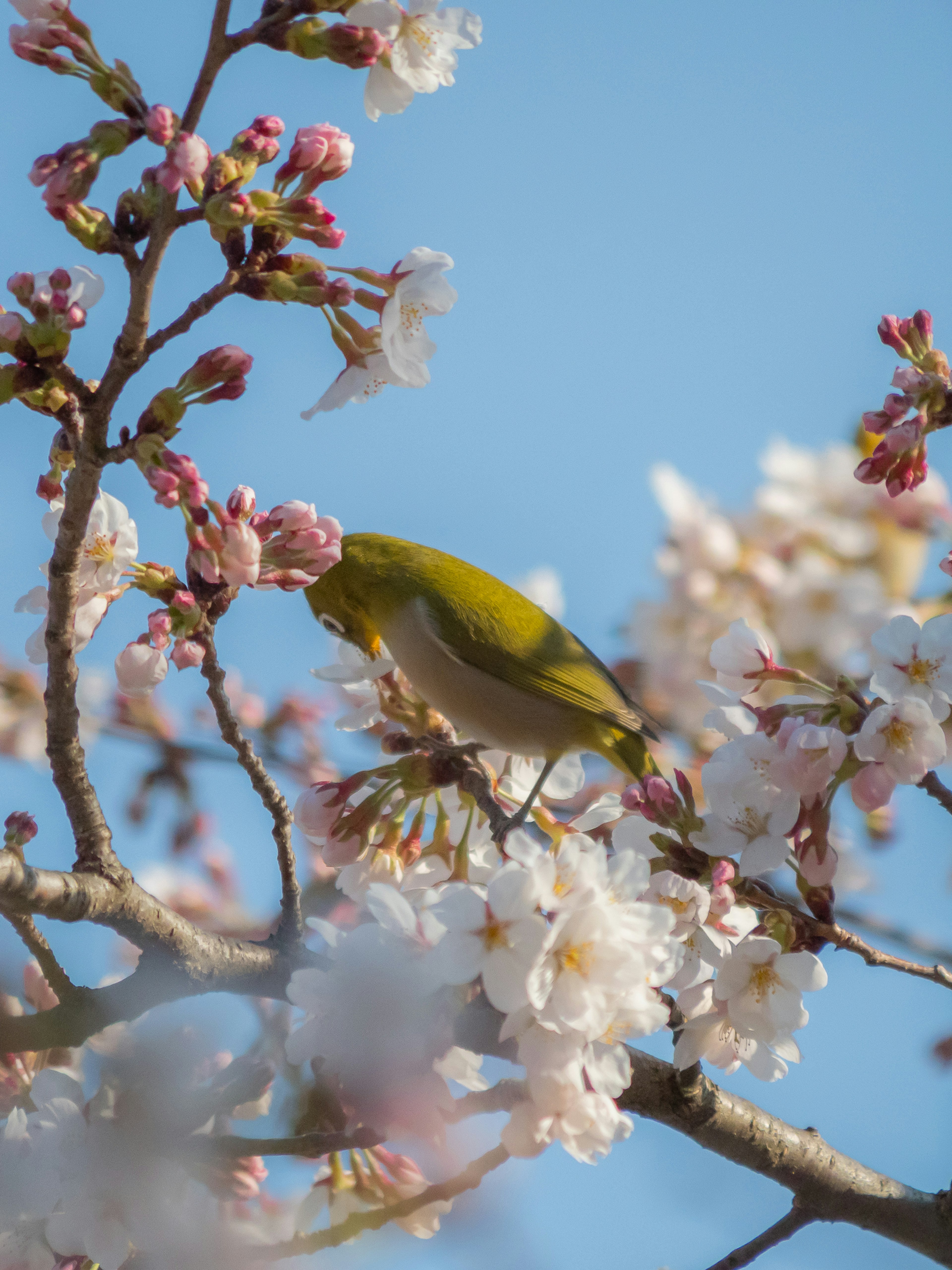 Green bird among cherry blossoms with a blue sky background