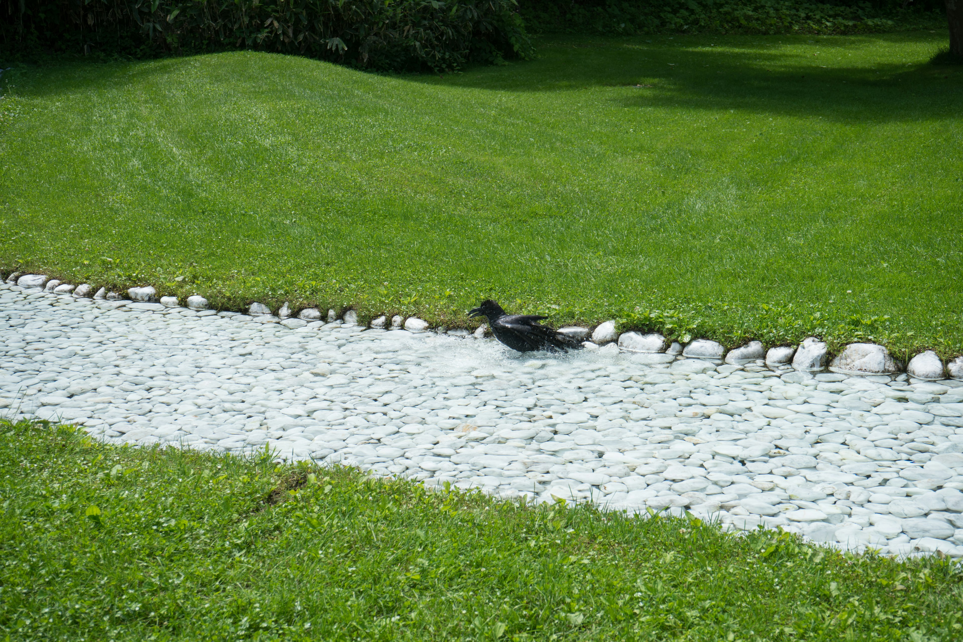 緑の芝生の上の小川を泳ぐ黒いカモ