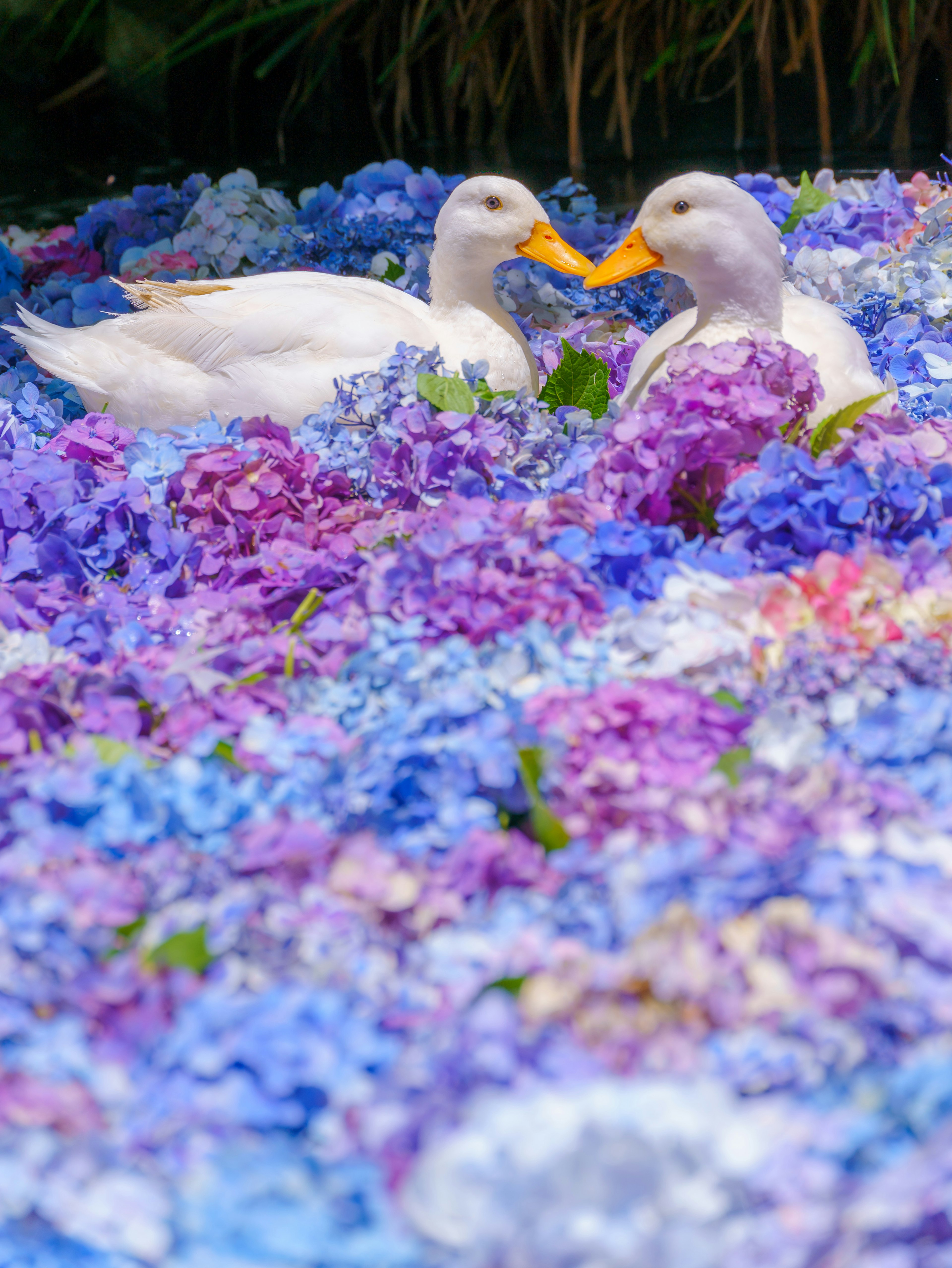 Two white ducks interacting among a vibrant bed of purple and blue flowers