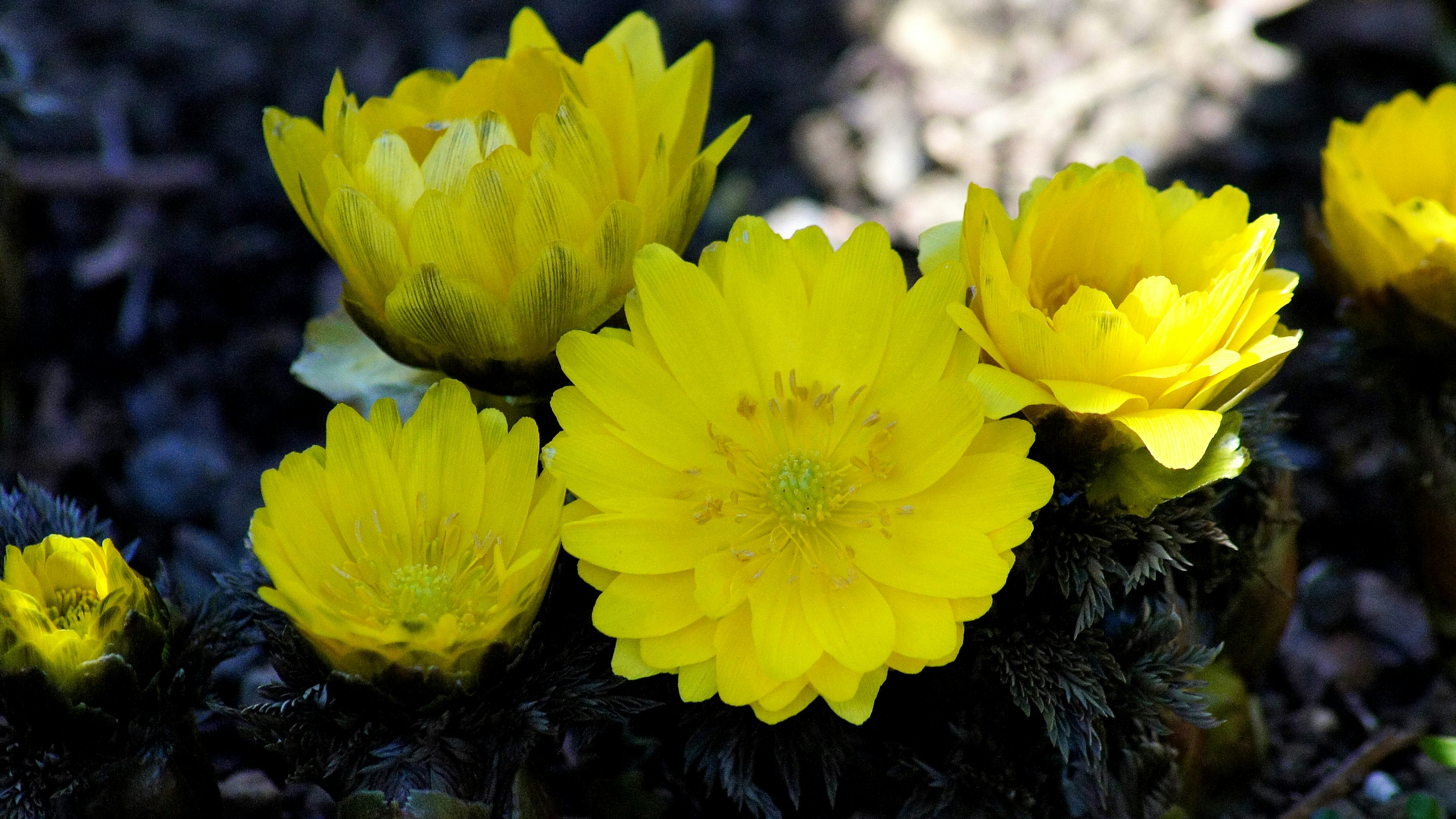 Acercamiento a flores amarillas vibrantes que florecen en el suelo