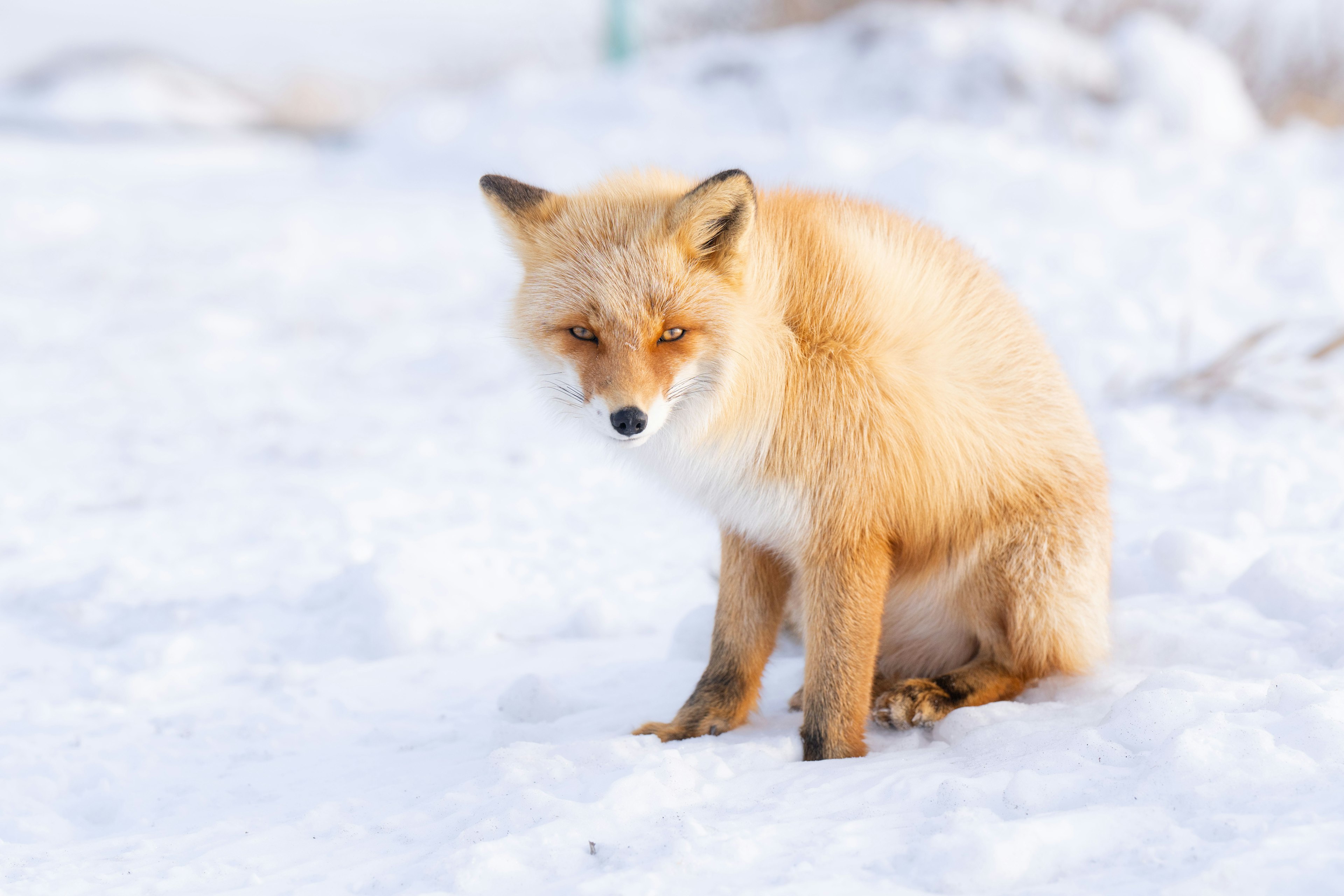 An orange fox sitting on the snow