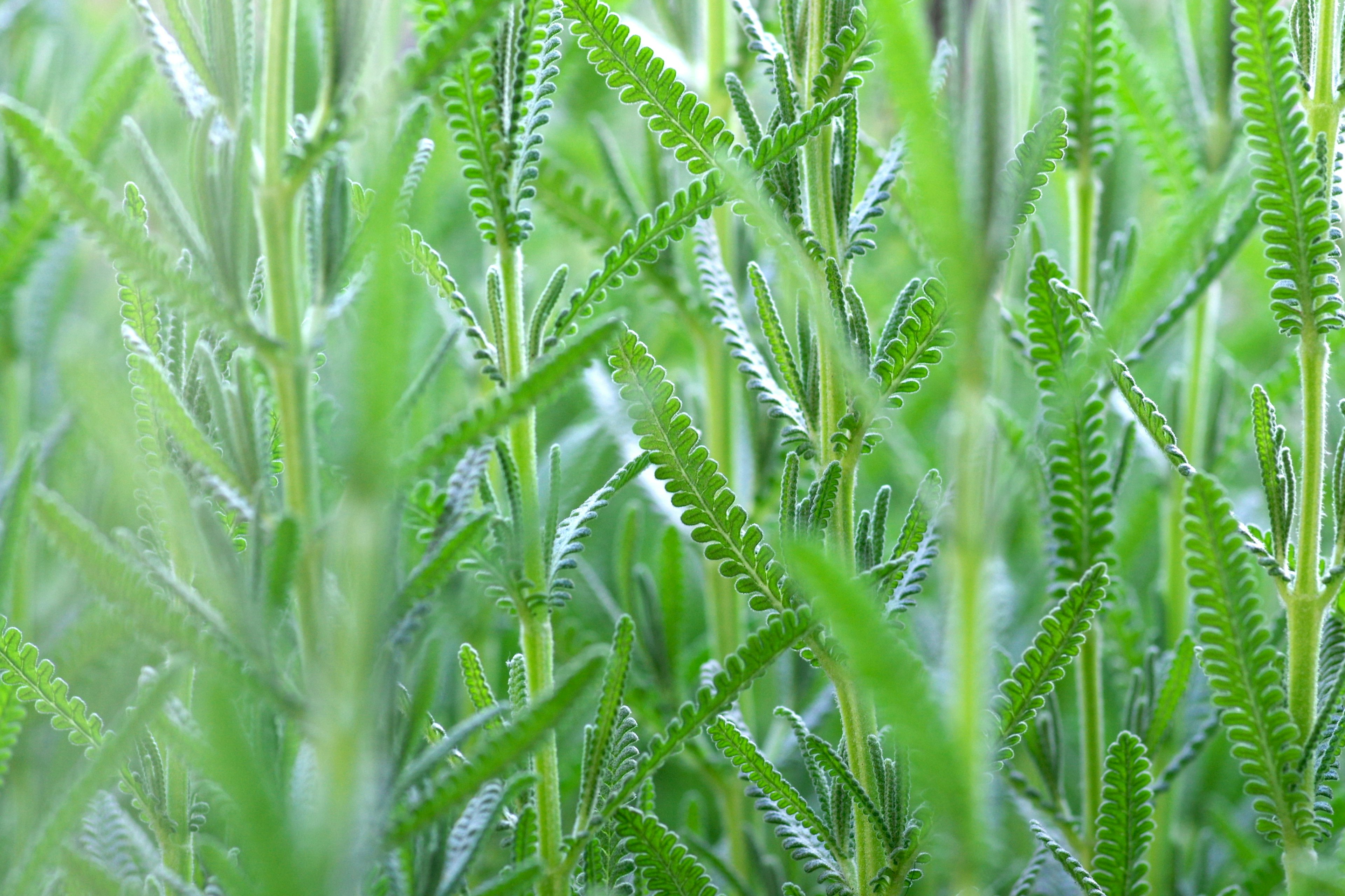 Plantes vertes denses avec textures de feuilles distinctes