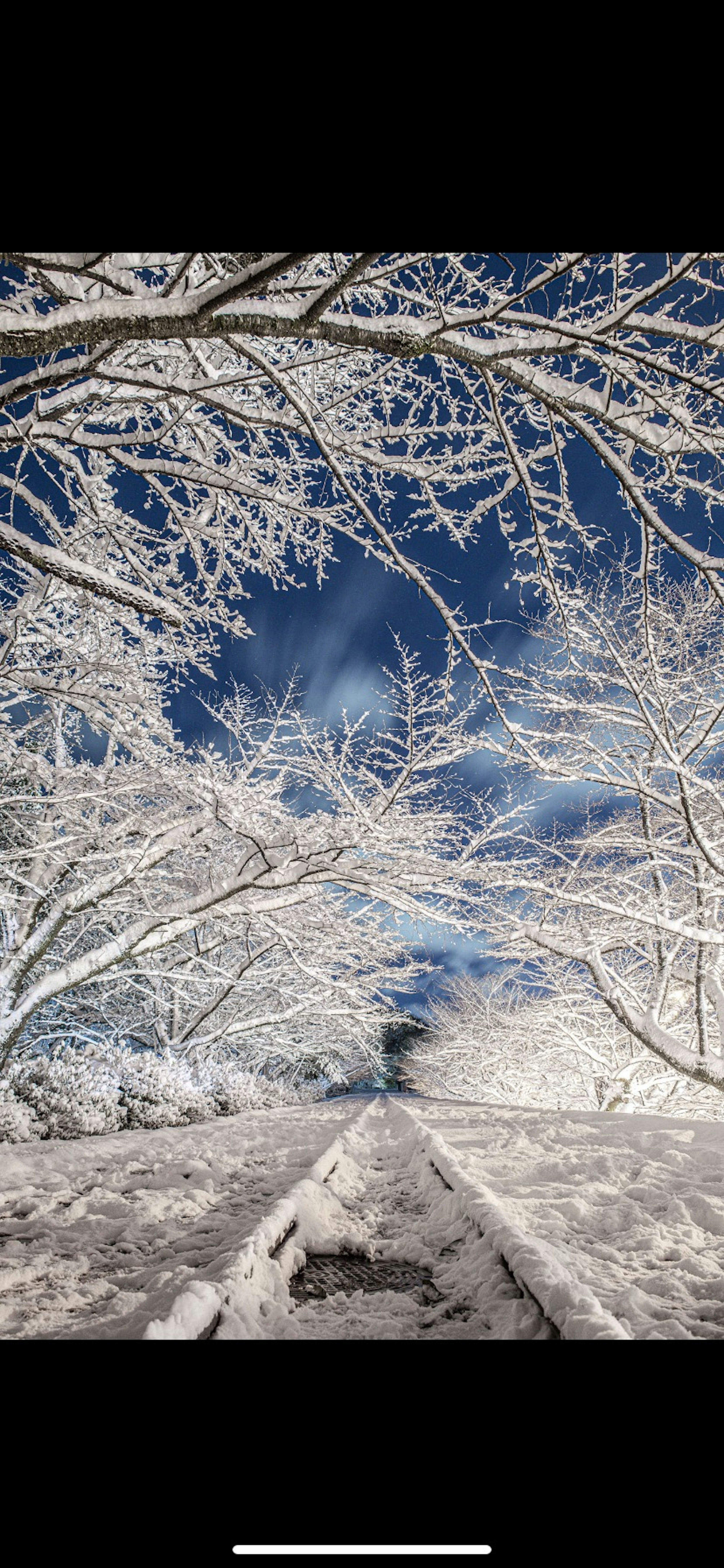 被雪覆盖的树木与蓝天