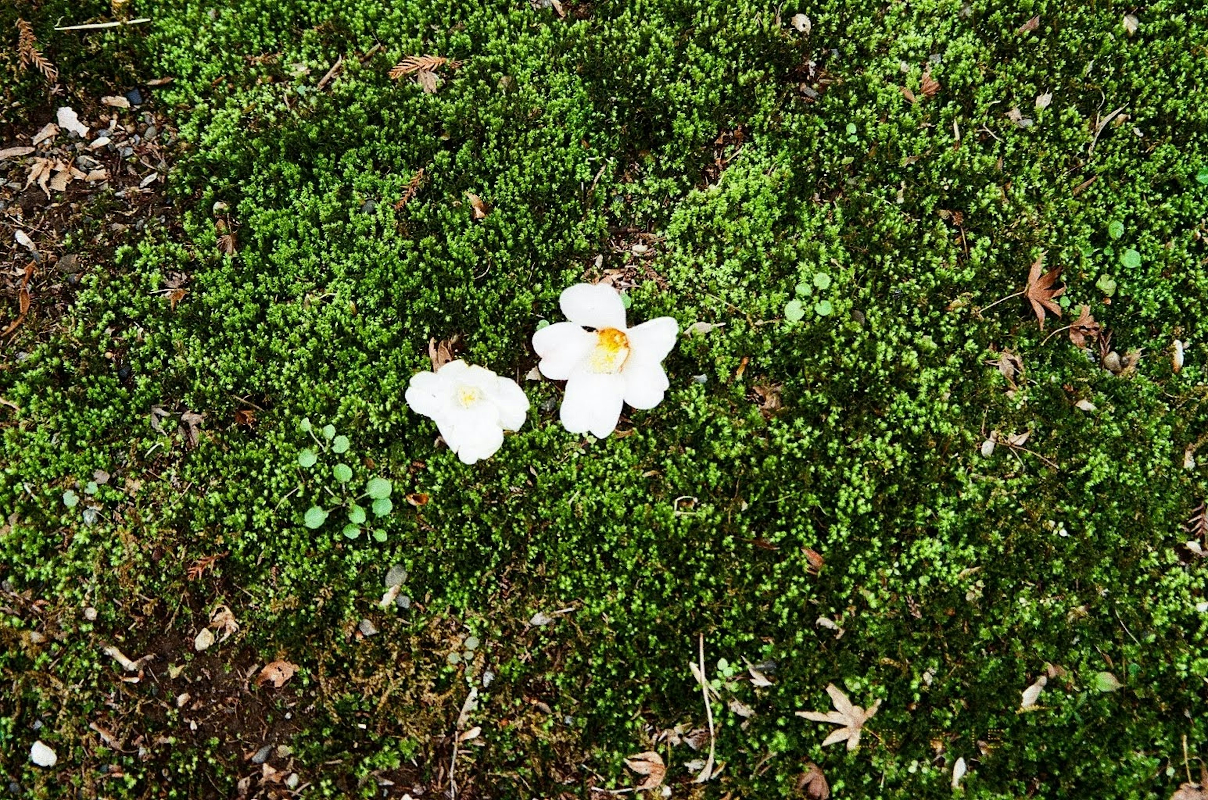 Deux fleurs blanches fleurissant parmi l'herbe verte