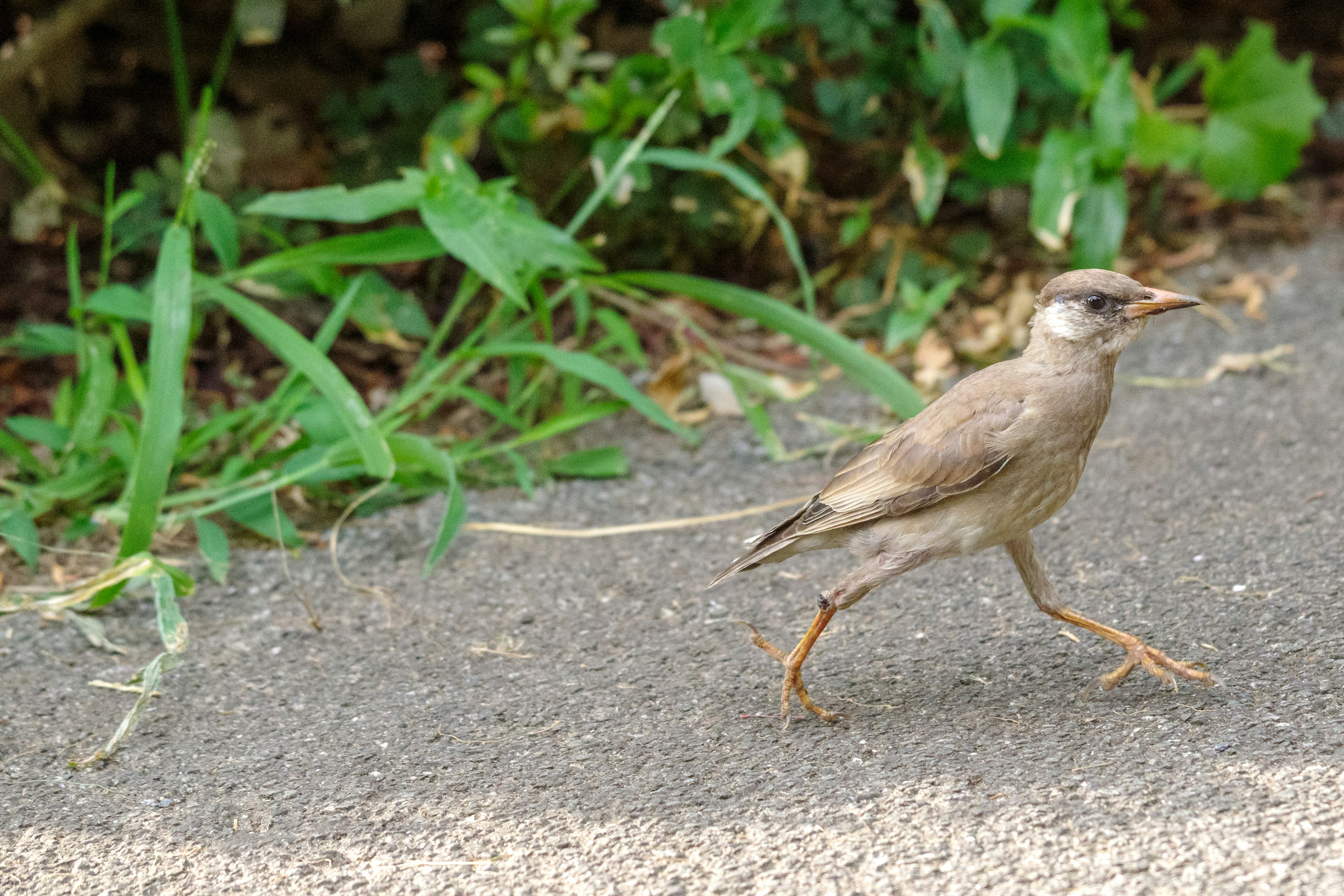 Seekor burung berjalan di tanah dikelilingi rumput hijau dan dedaunan