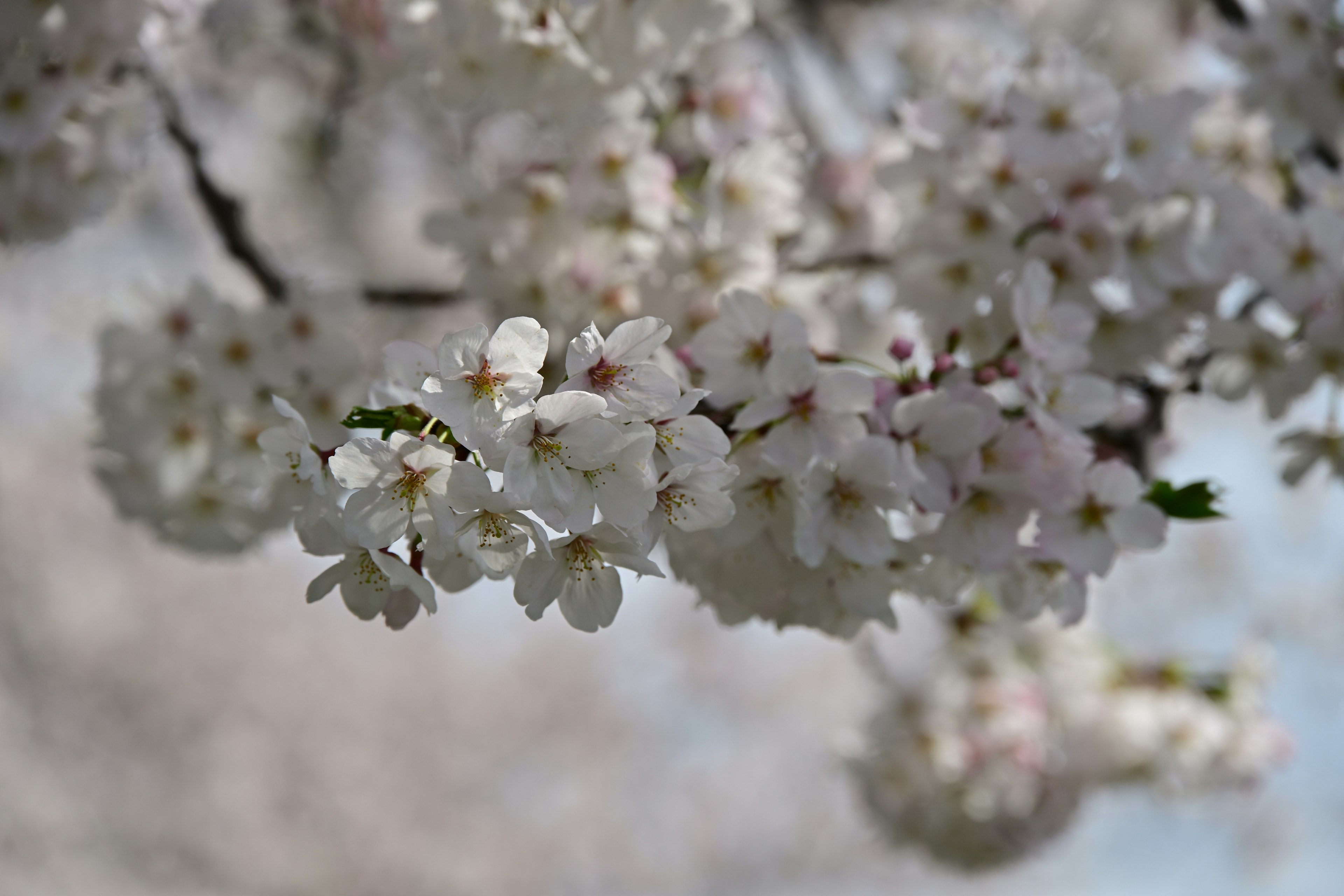 Close-up of cherry blossom flowers on a branch