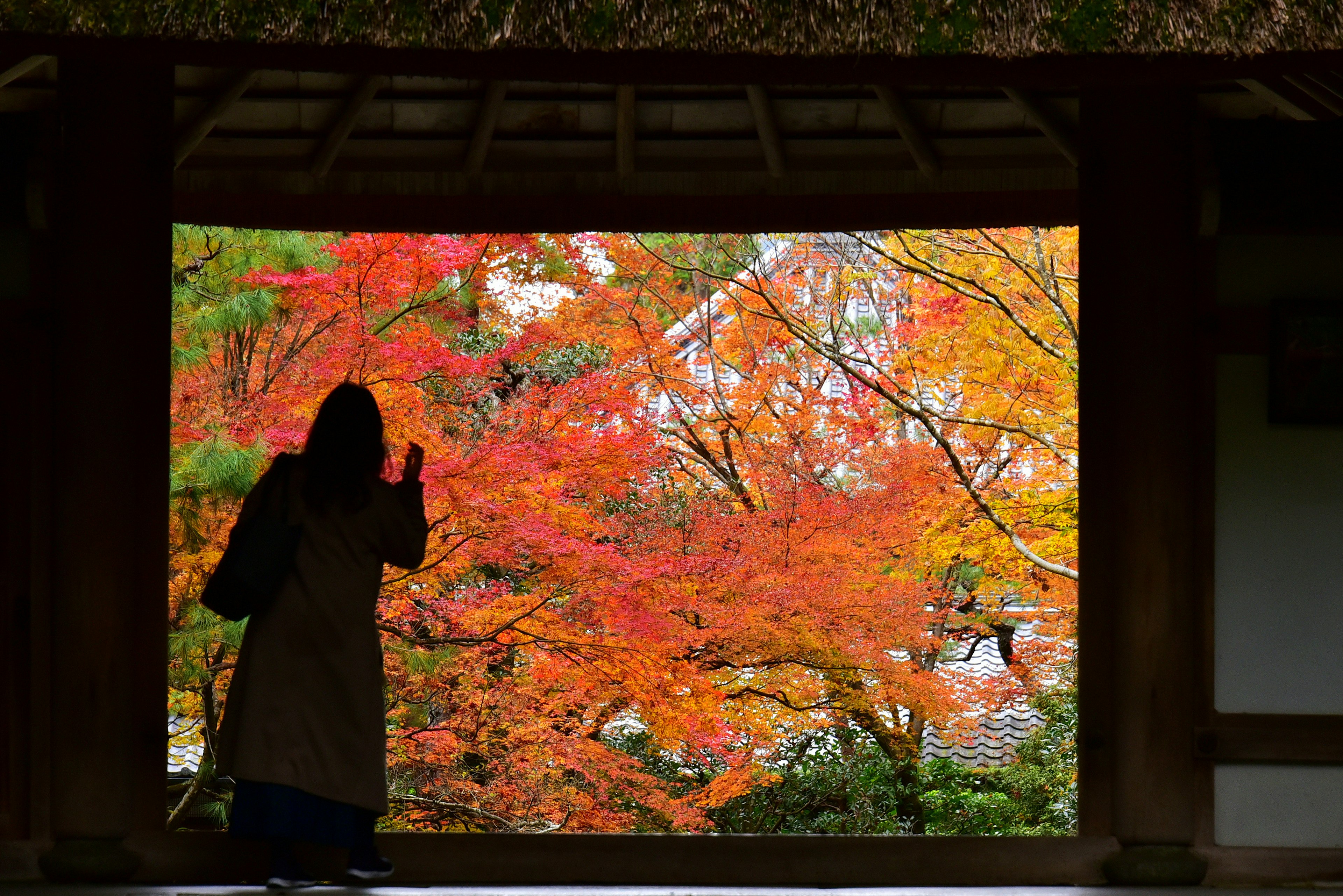 Silhouette di una donna contro il fogliame autunnale