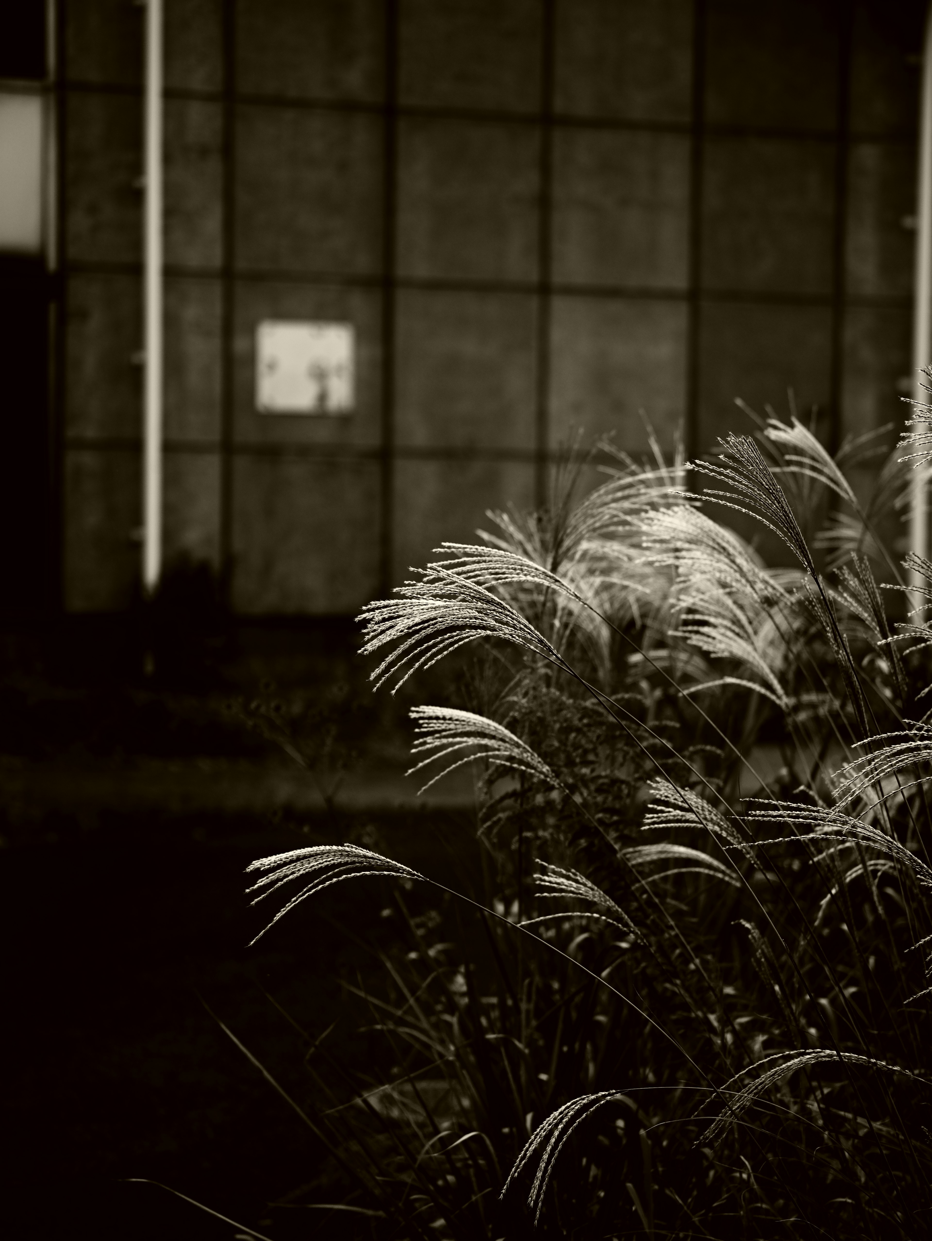 Scène en noir et blanc avec des plantes ondulantes et un mur en béton