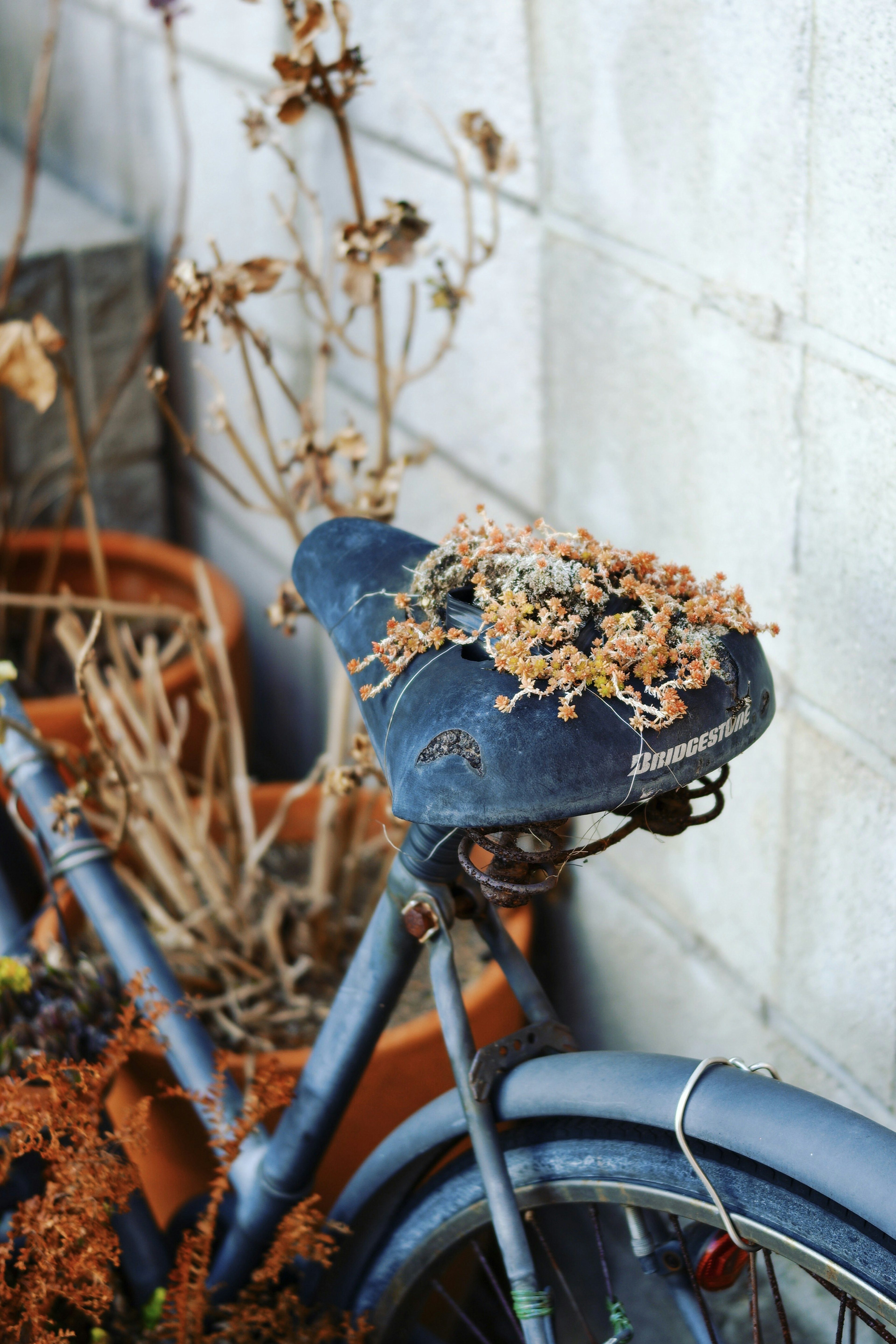 錆びた自転車のサドルの上に枯れた植物が置かれている