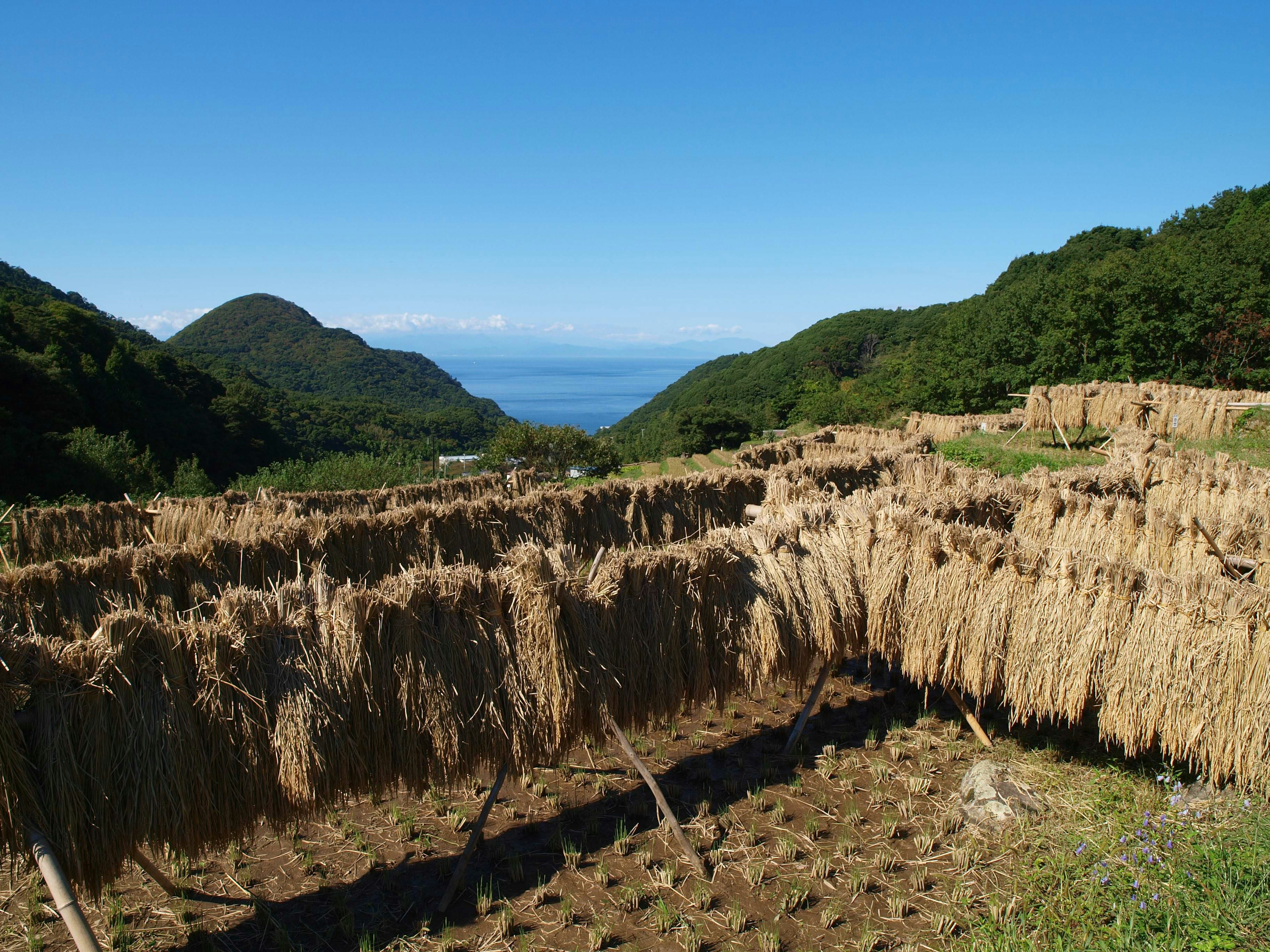 Paisaje de tallos de arroz secándose bajo un cielo azul con montañas