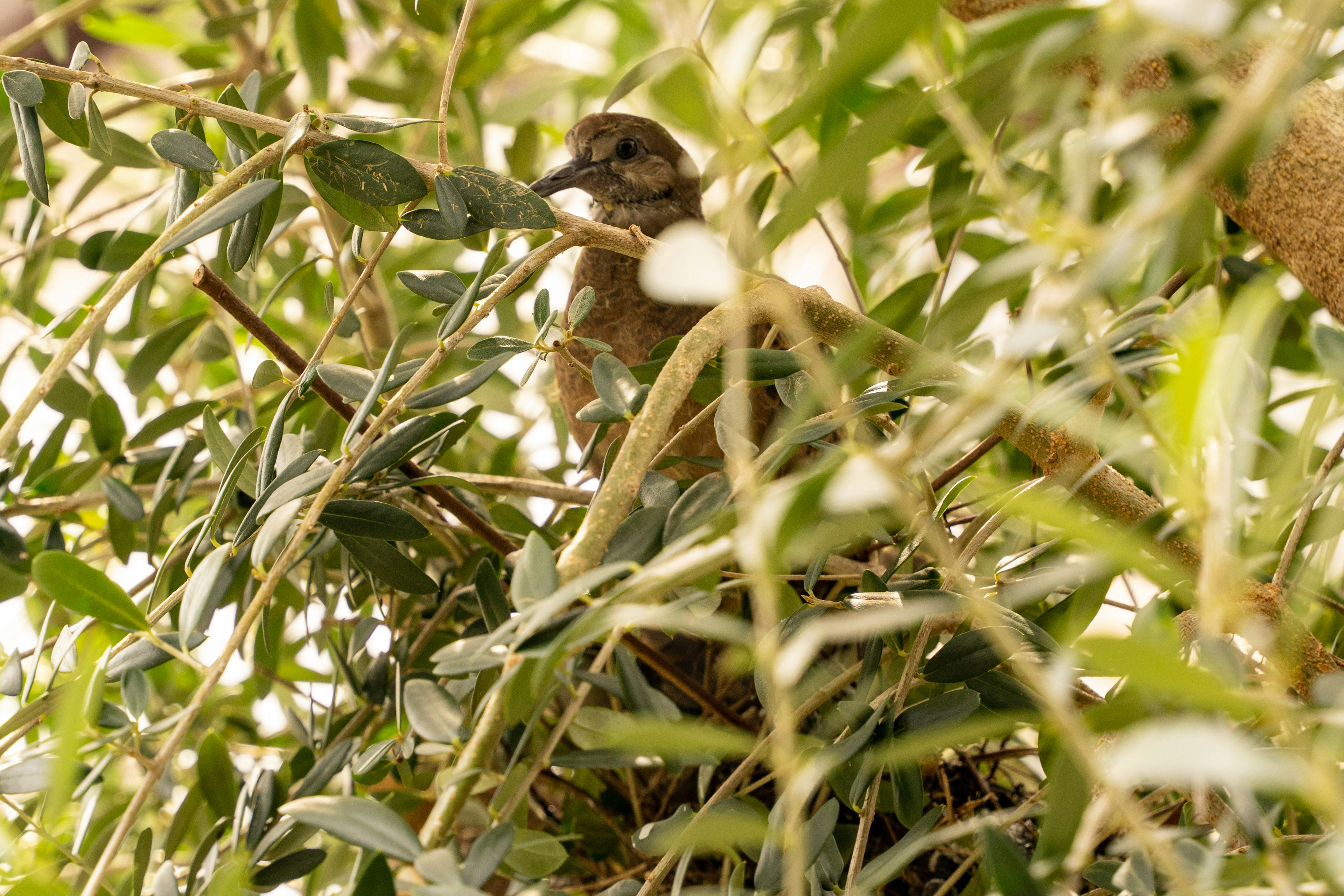 Un piccolo uccello nascosto tra le foglie verdi in un albero