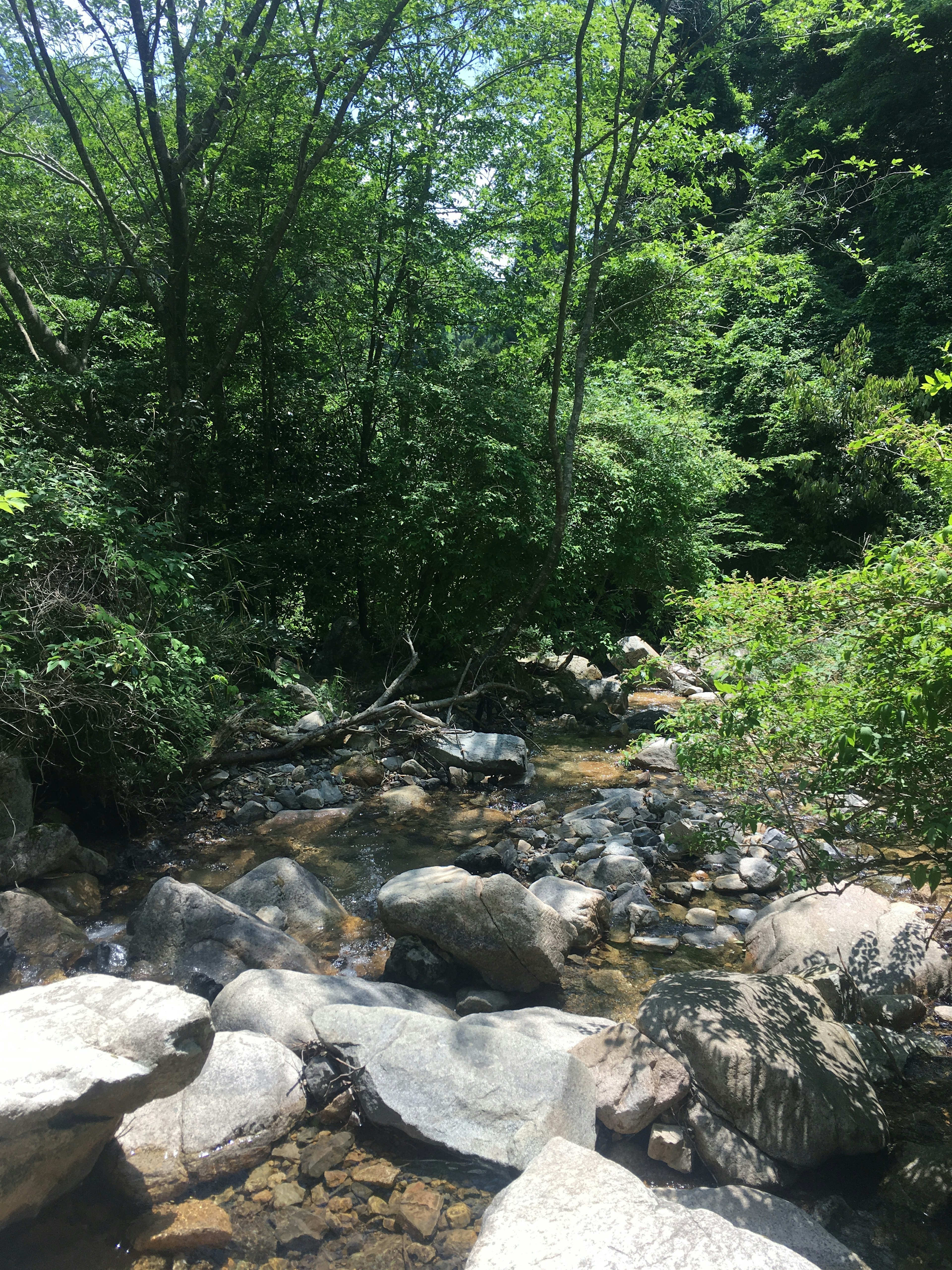 小川の周りに石と木々の緑が広がる風景