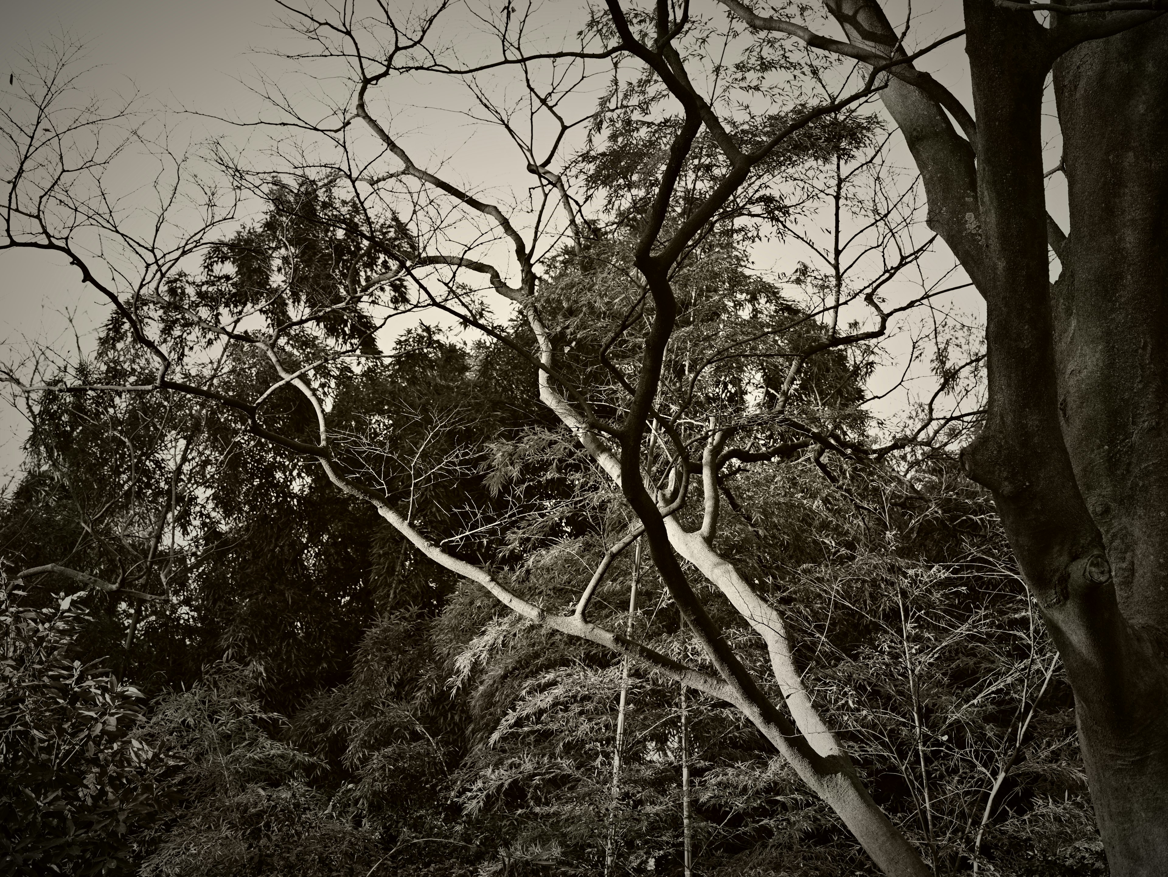 白黒の木々と枝が交錯する風景