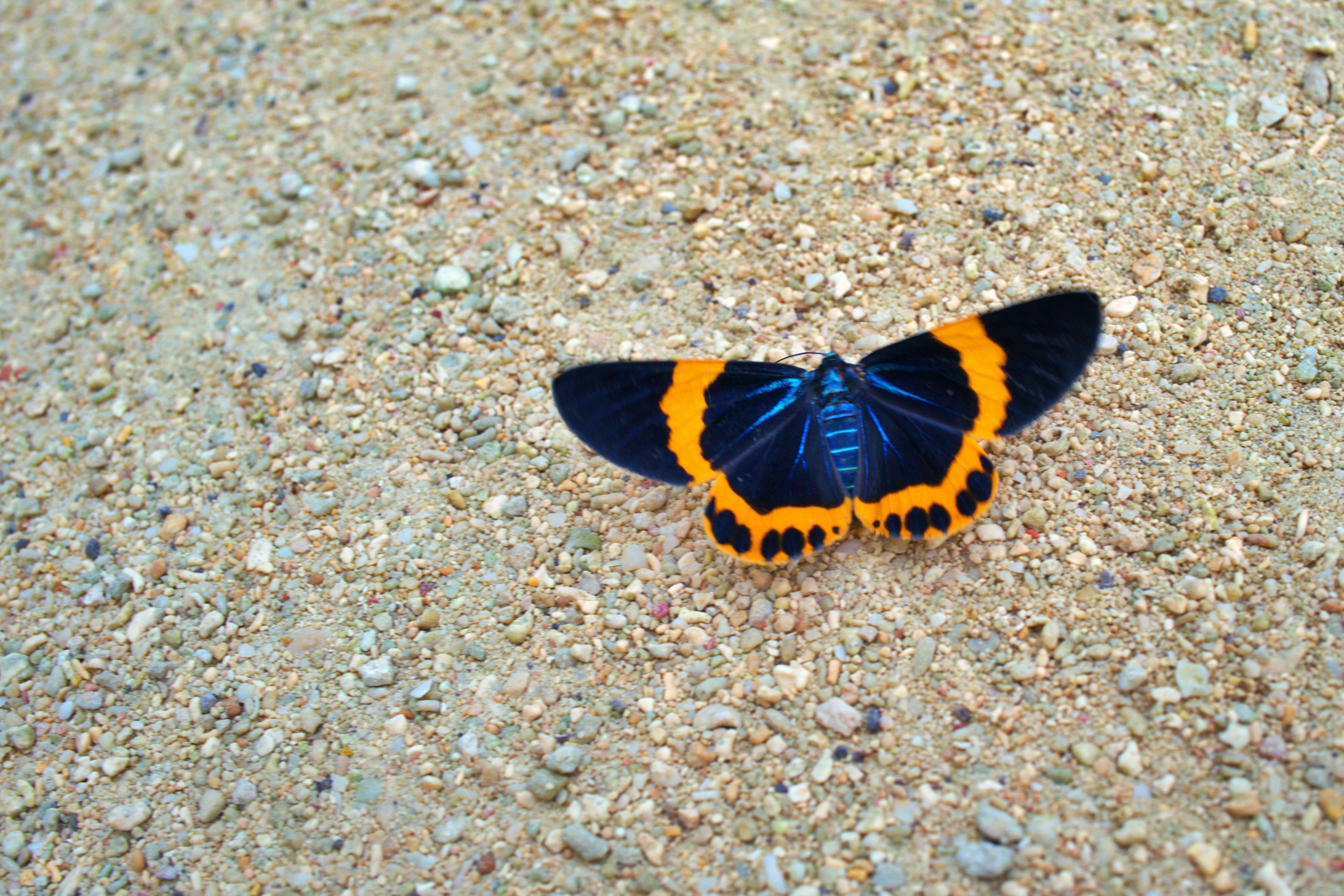 A butterfly with orange and black wings resting on sandy ground