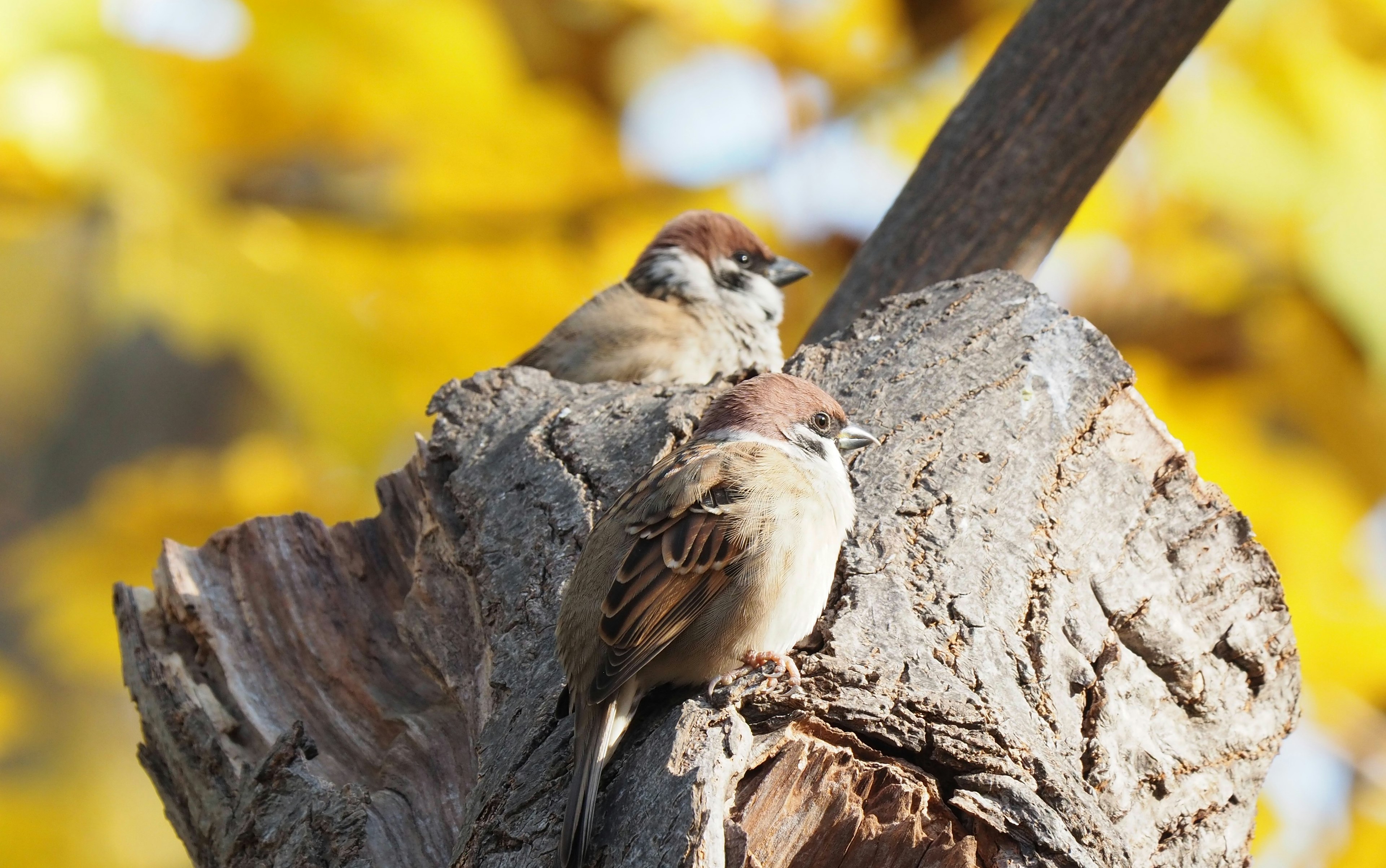 Dos gorriones posados en un tronco de árbol con hojas amarillas de fondo