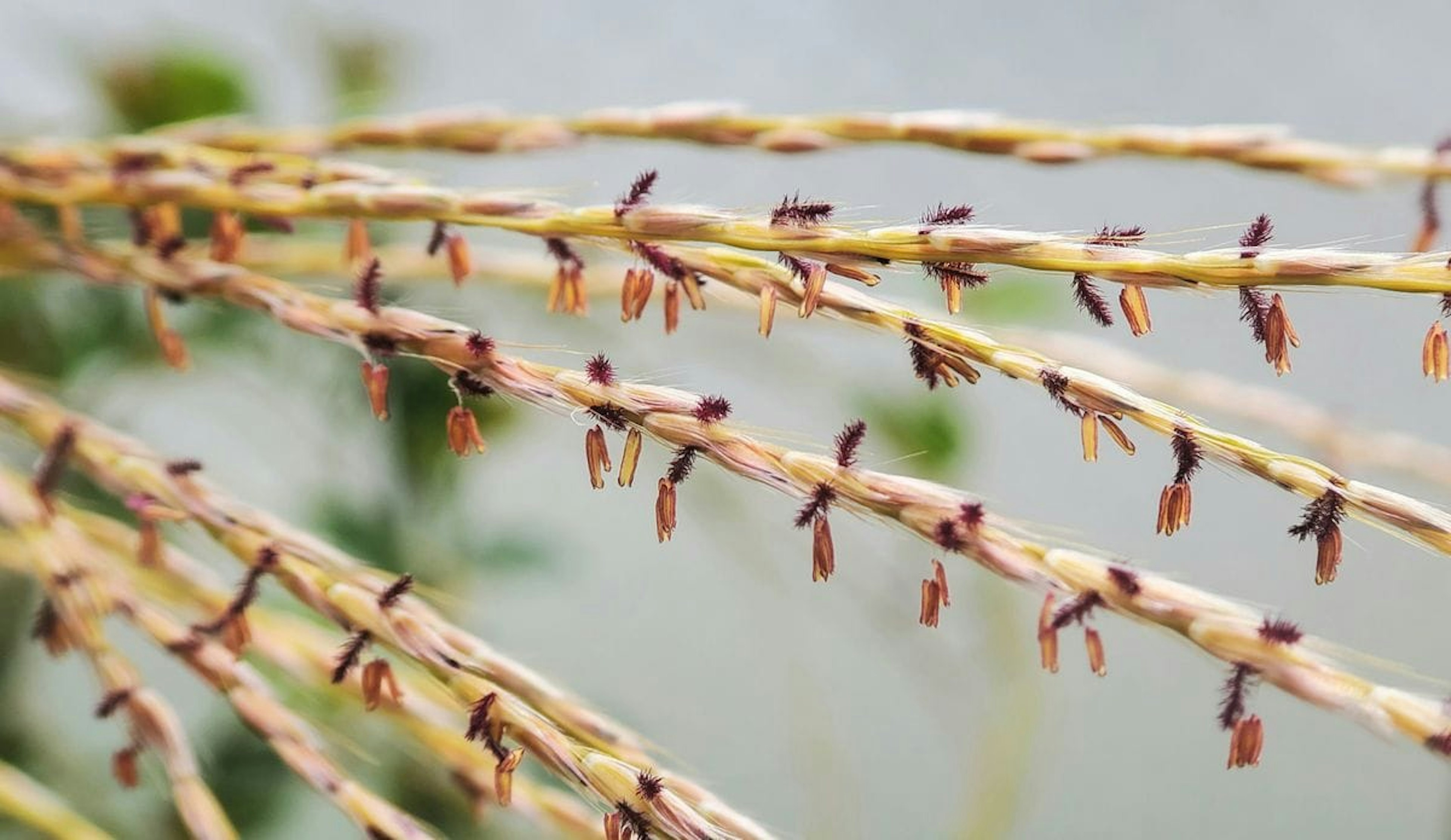 植物の細長い茎に小さな茶色の種が付いている画像