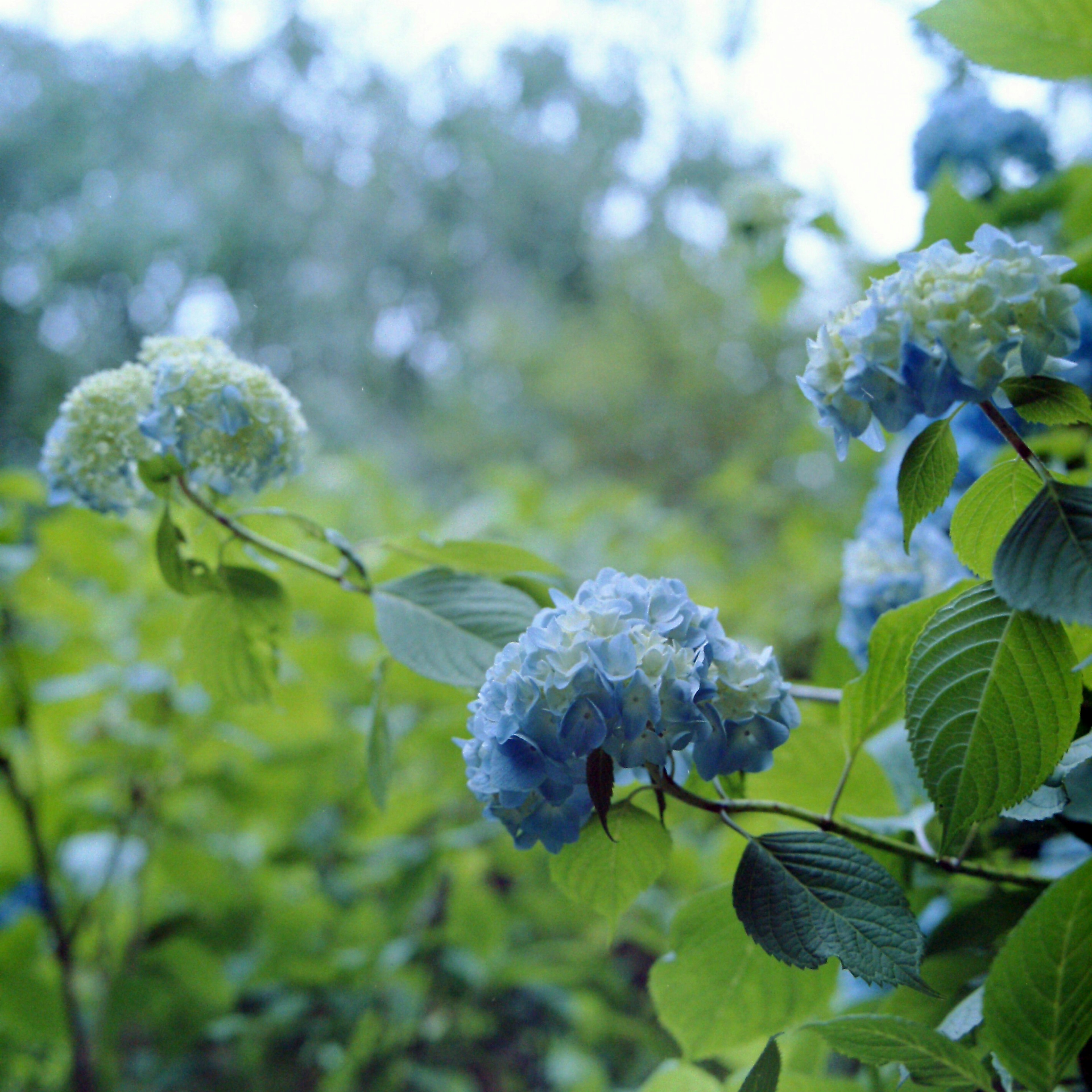 Bunga hortensia biru dengan daun hijau di lingkungan alami