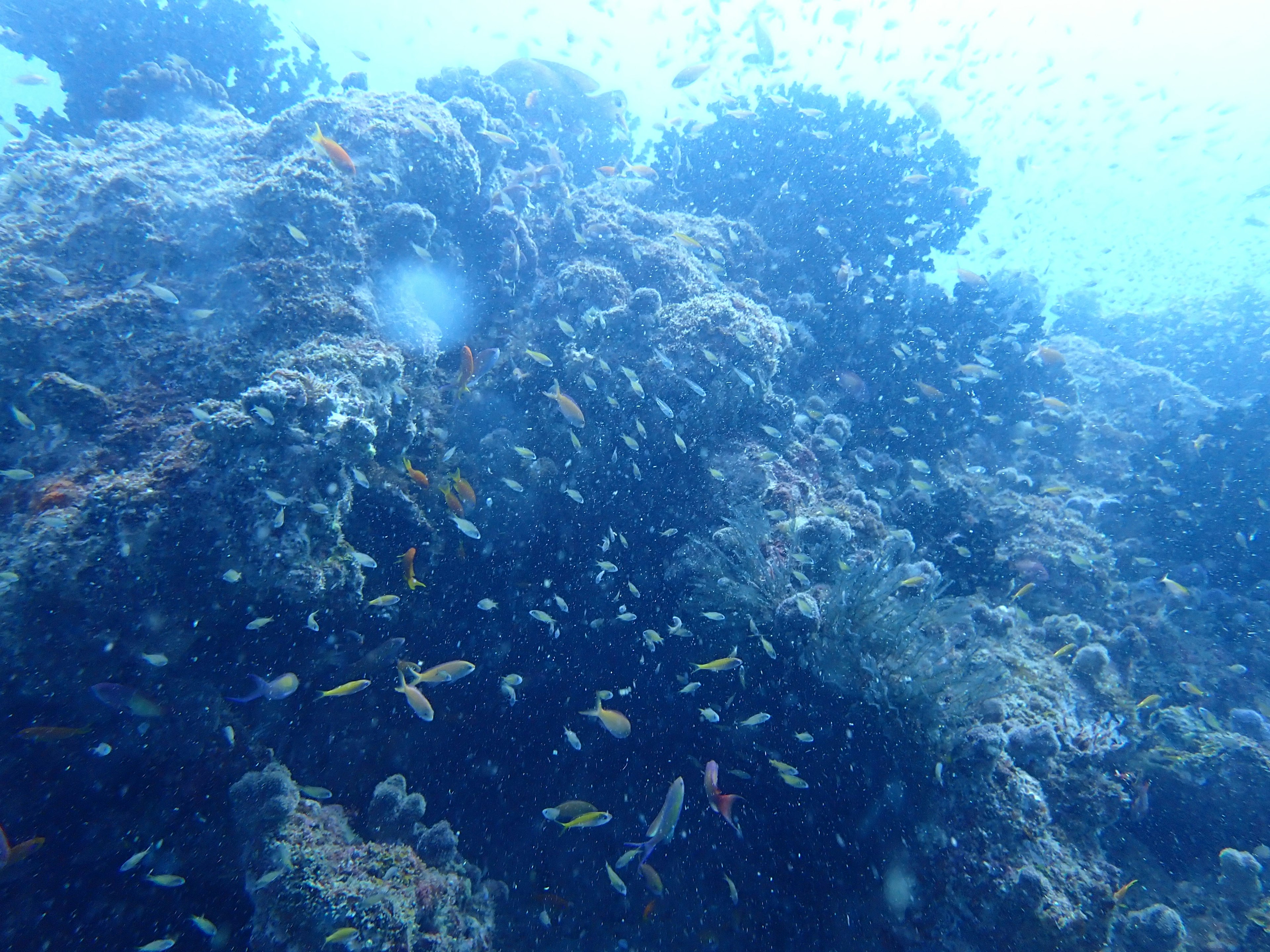 Pemandangan bawah laut dengan ikan berwarna-warni berenang di sekitar terumbu karang