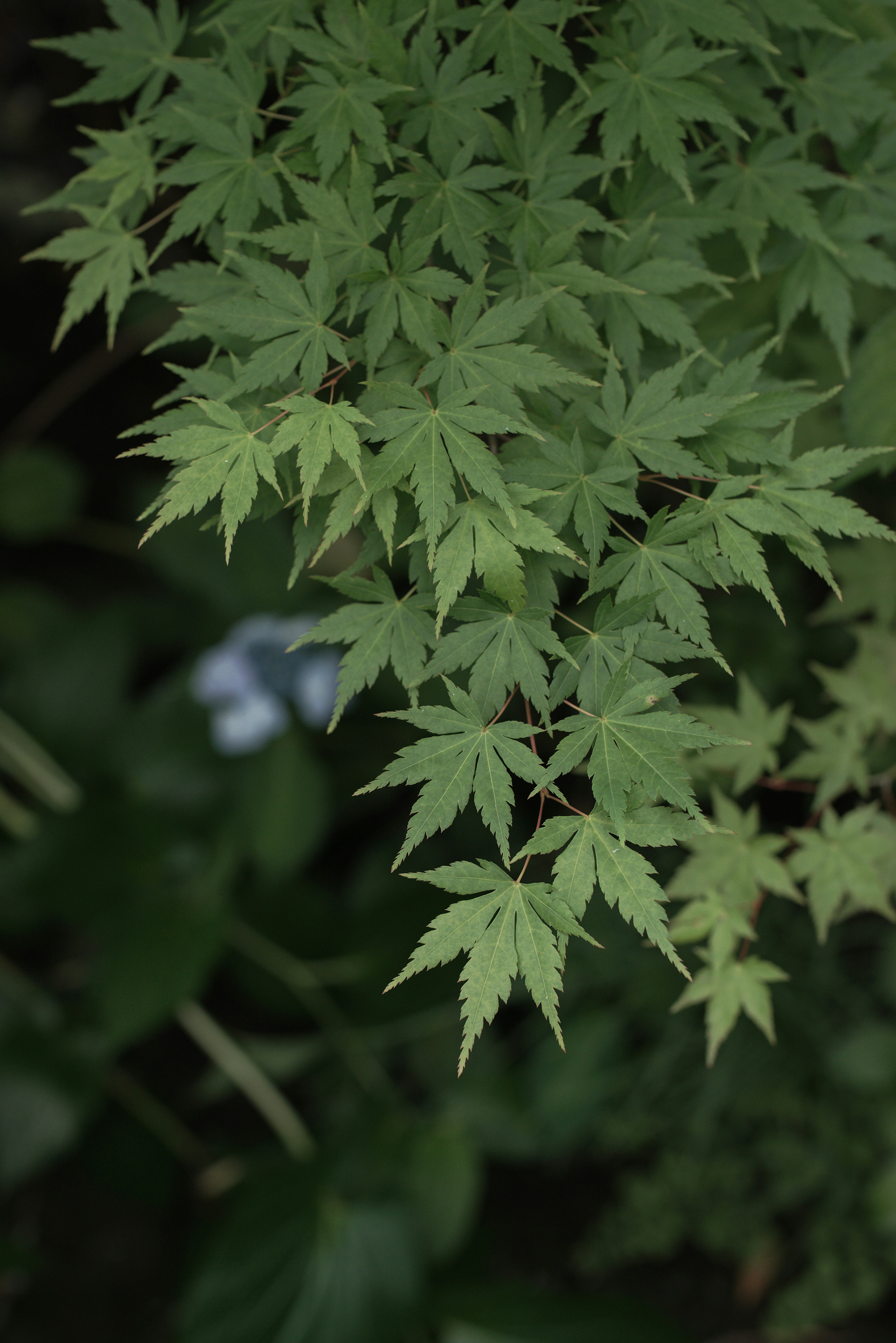 Sekelompok daun maple hijau dengan latar belakang gelap